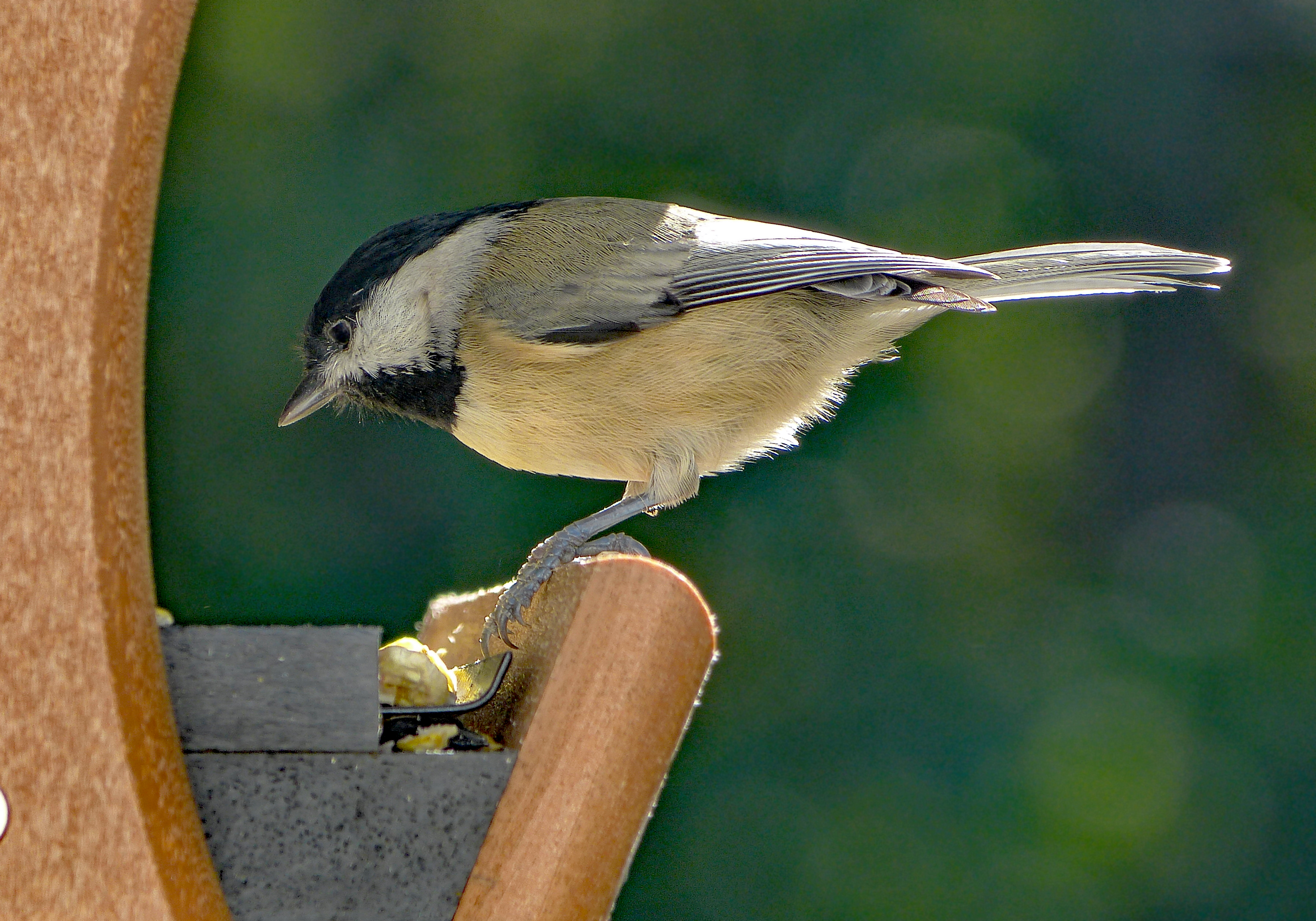 Featured Image