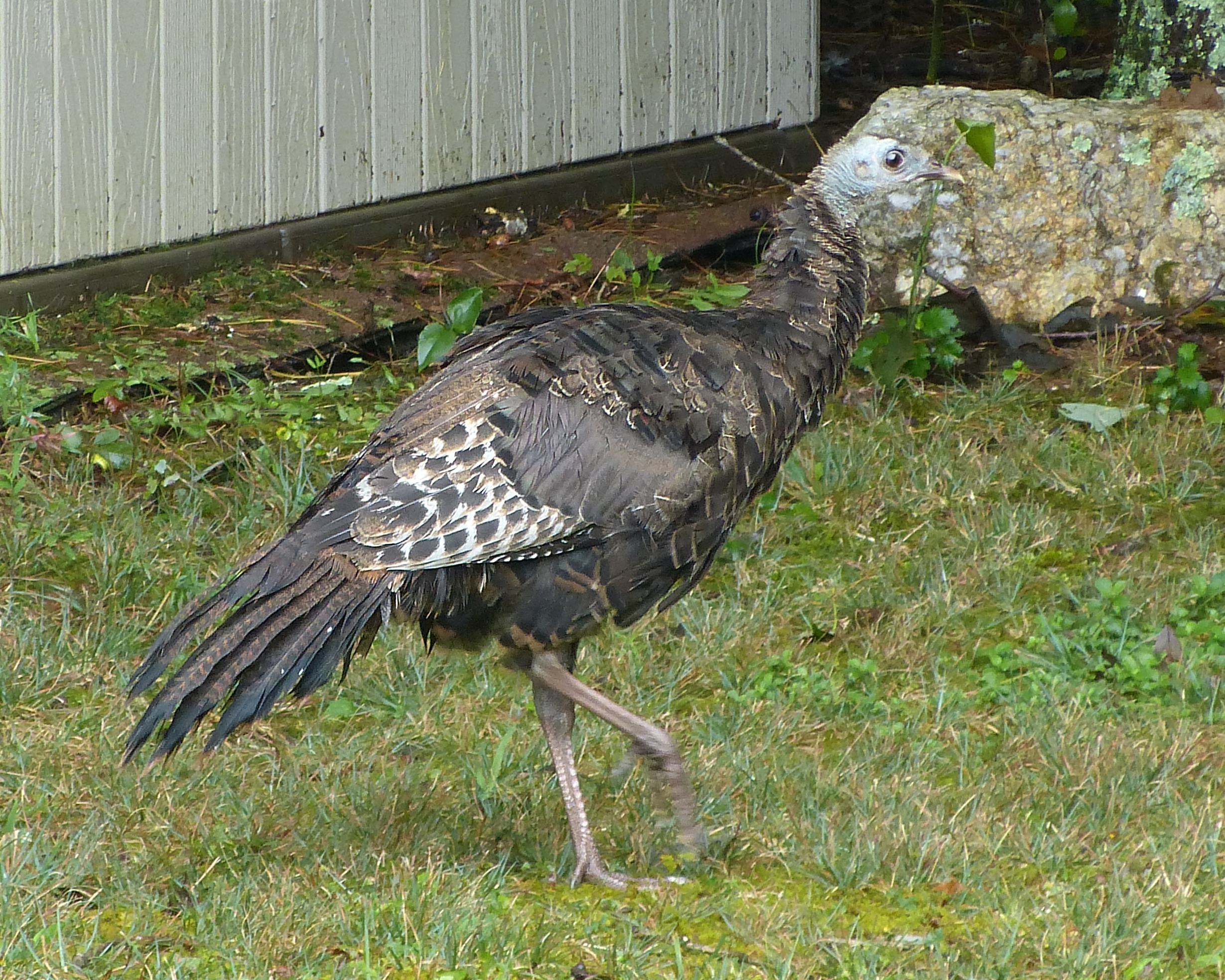 Additional Image 3