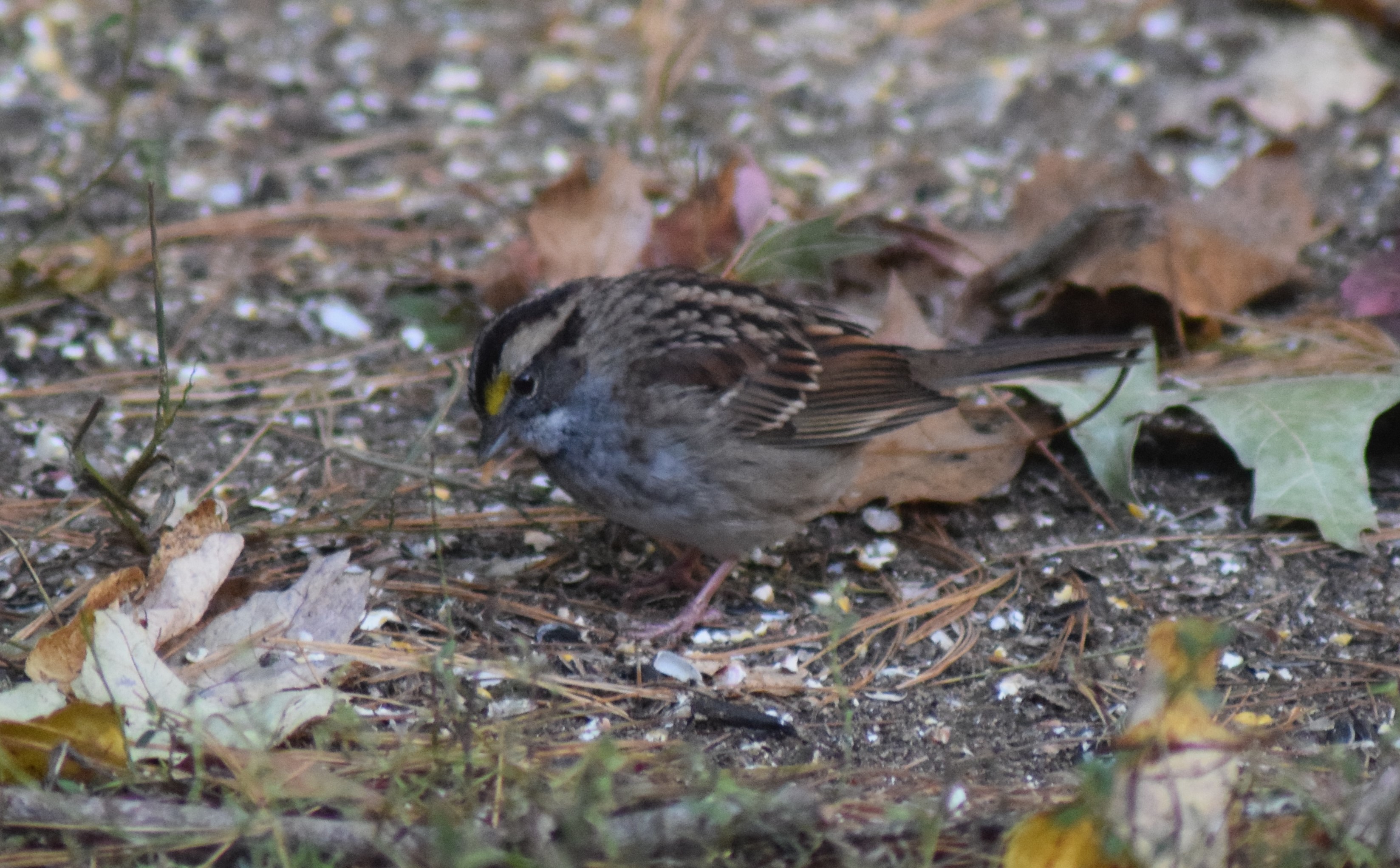 Additional Image 4