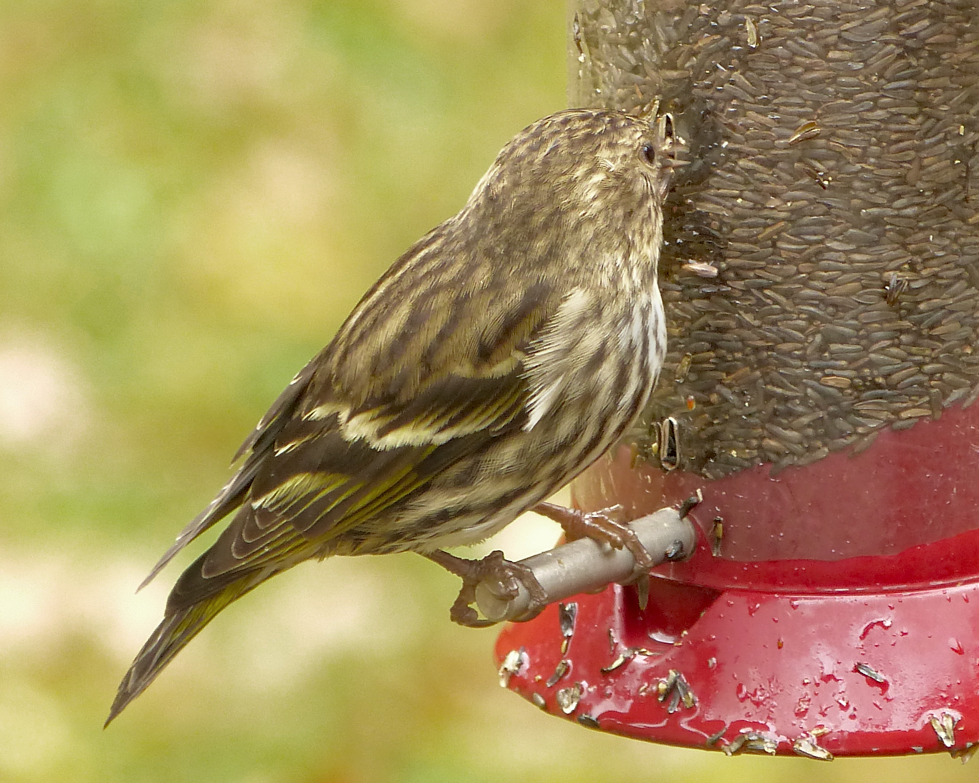 Additional Image 3