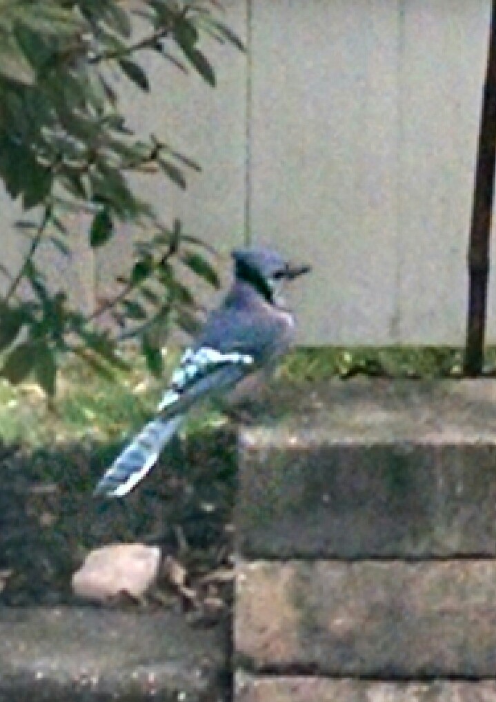 Additional Image 2