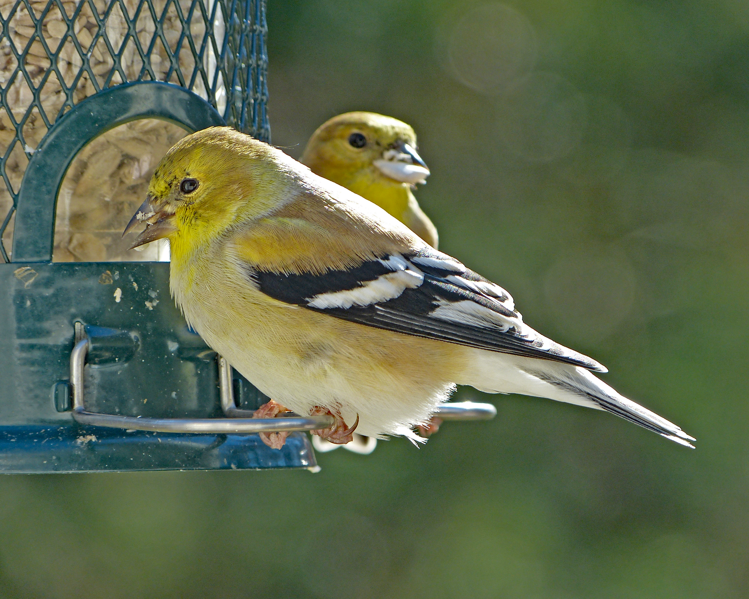 Featured Image