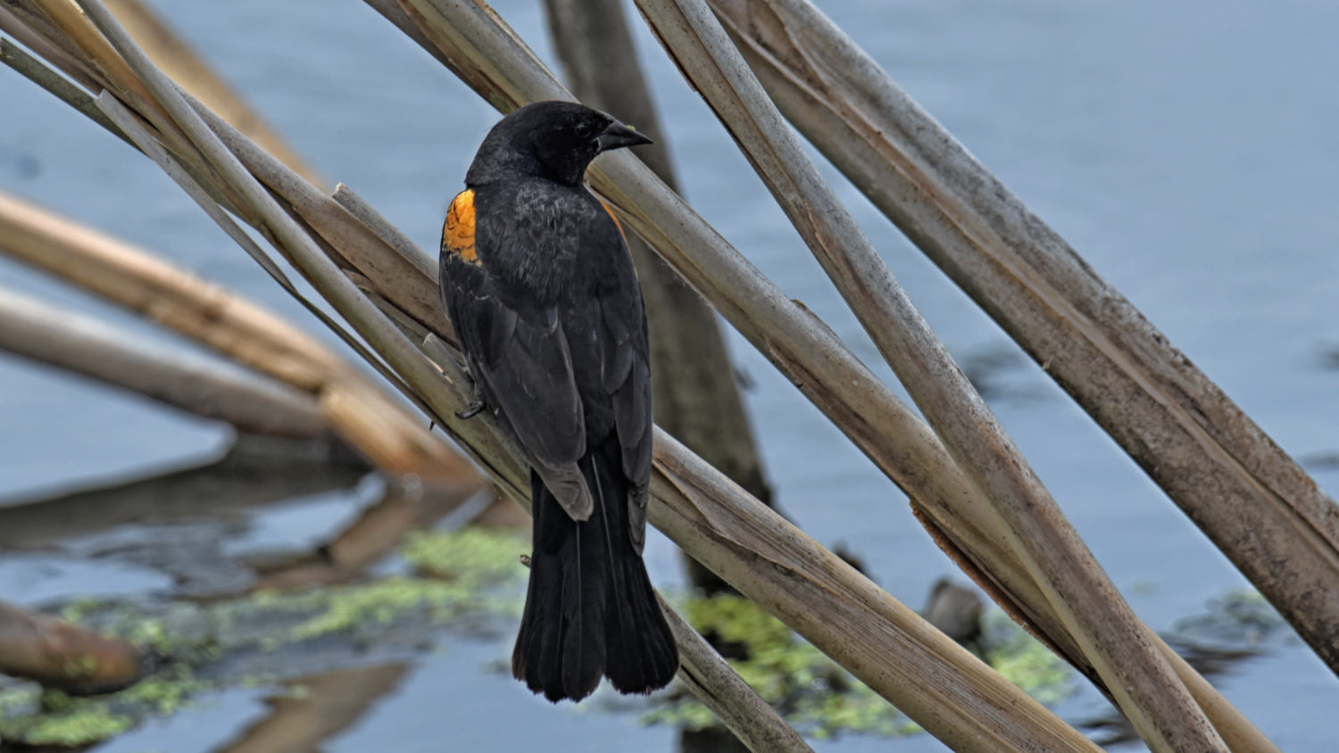 Featured Image