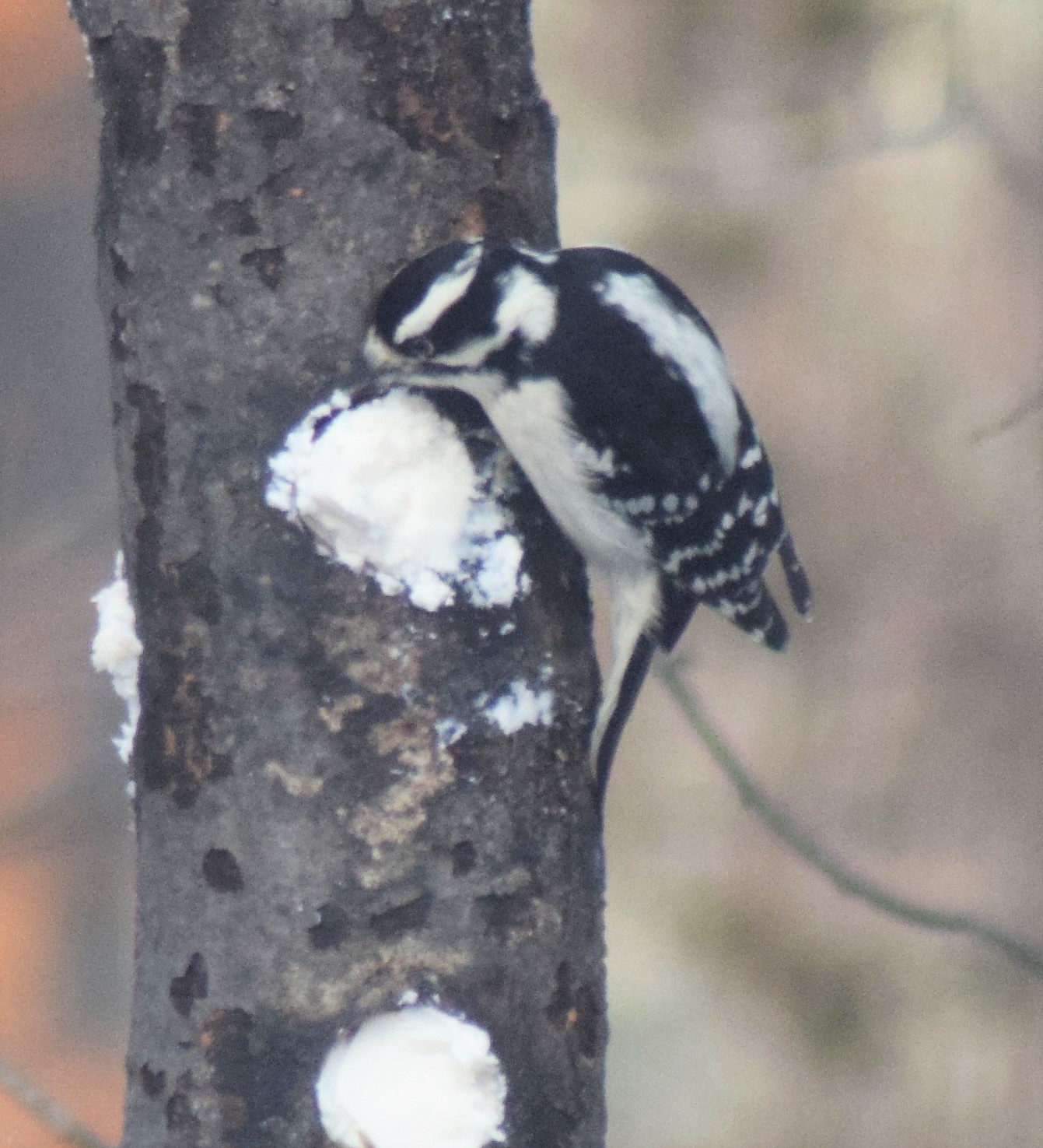 Additional Image 3