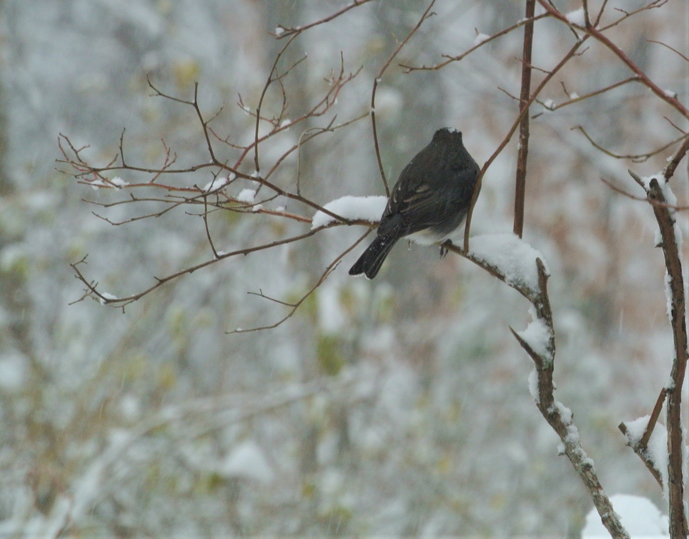 Additional Image 2