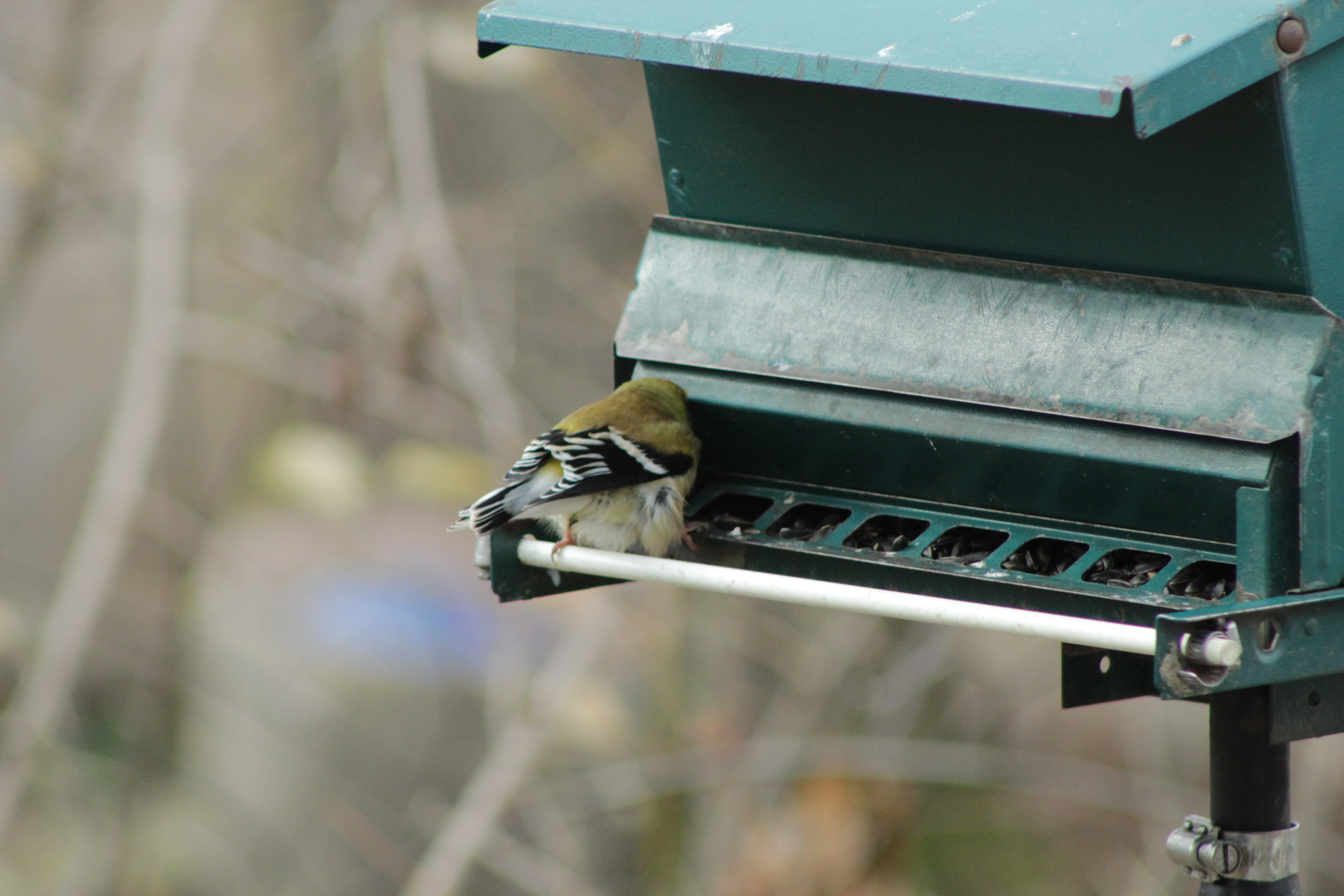 Additional Image 4
