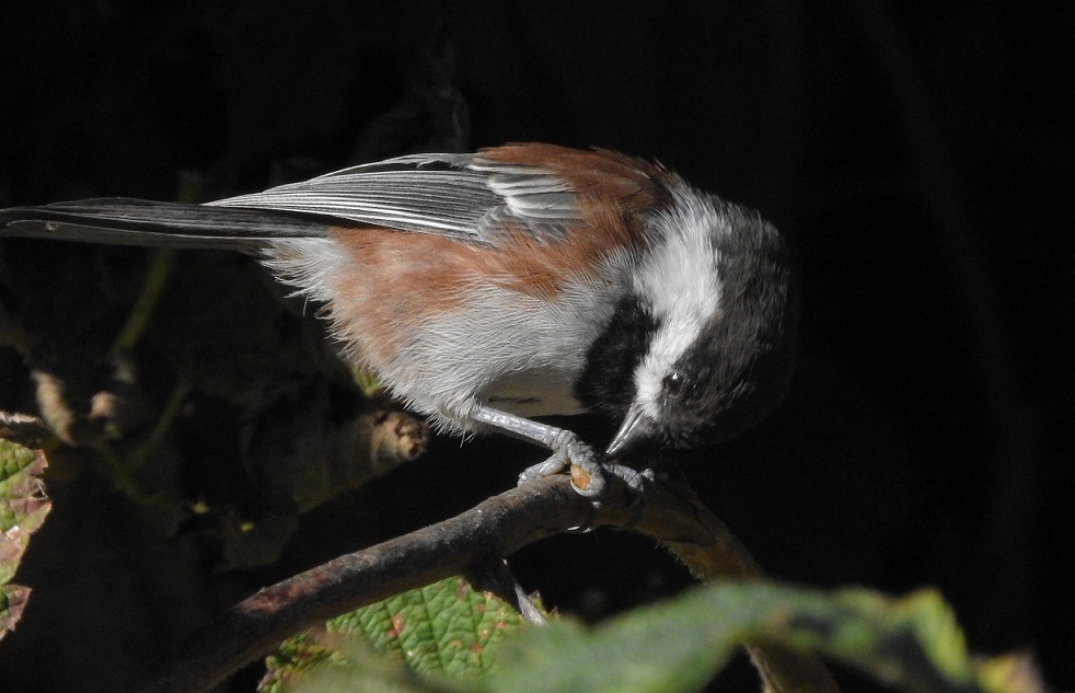 Additional Image 2