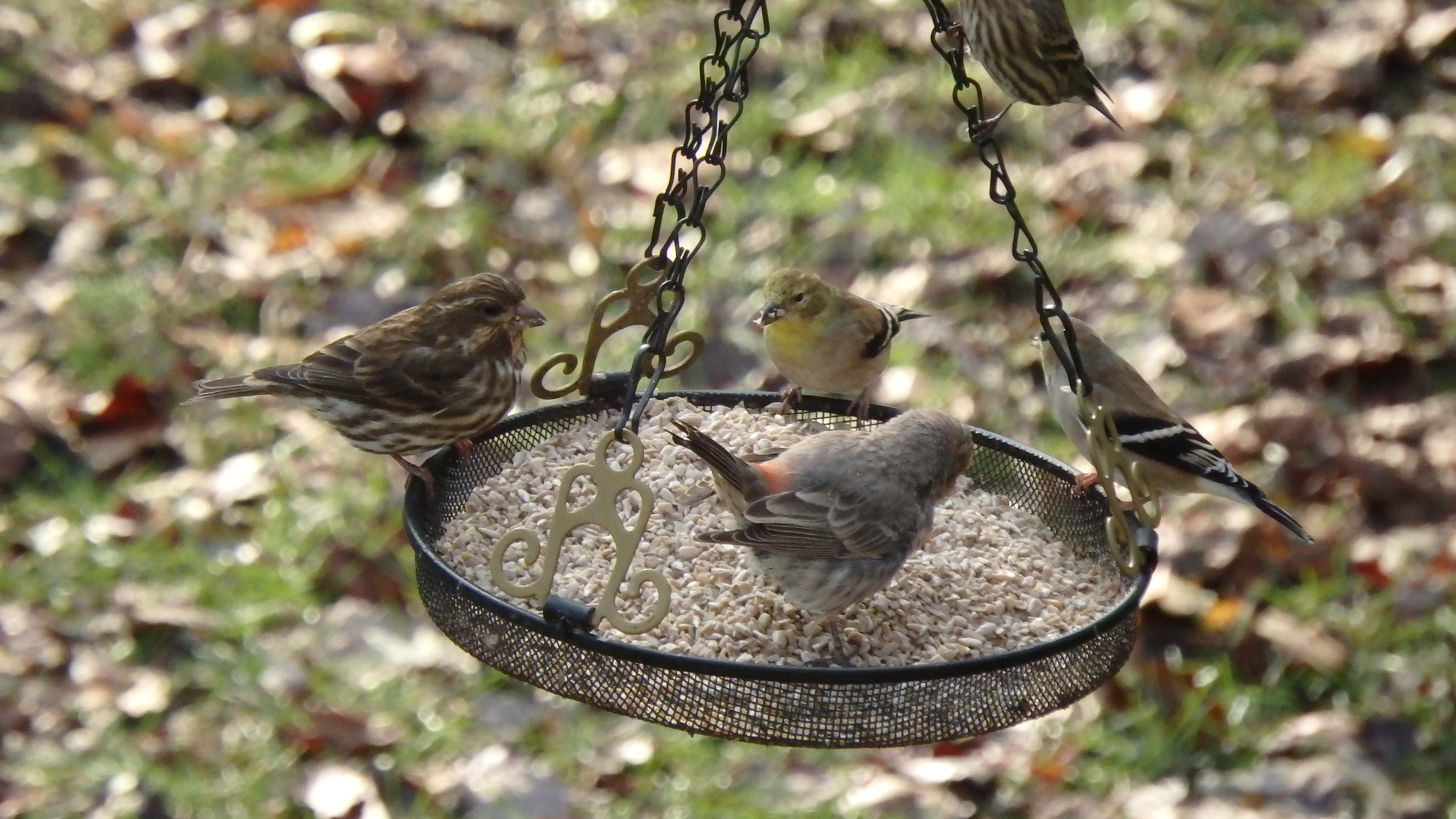 Additional Image 4
