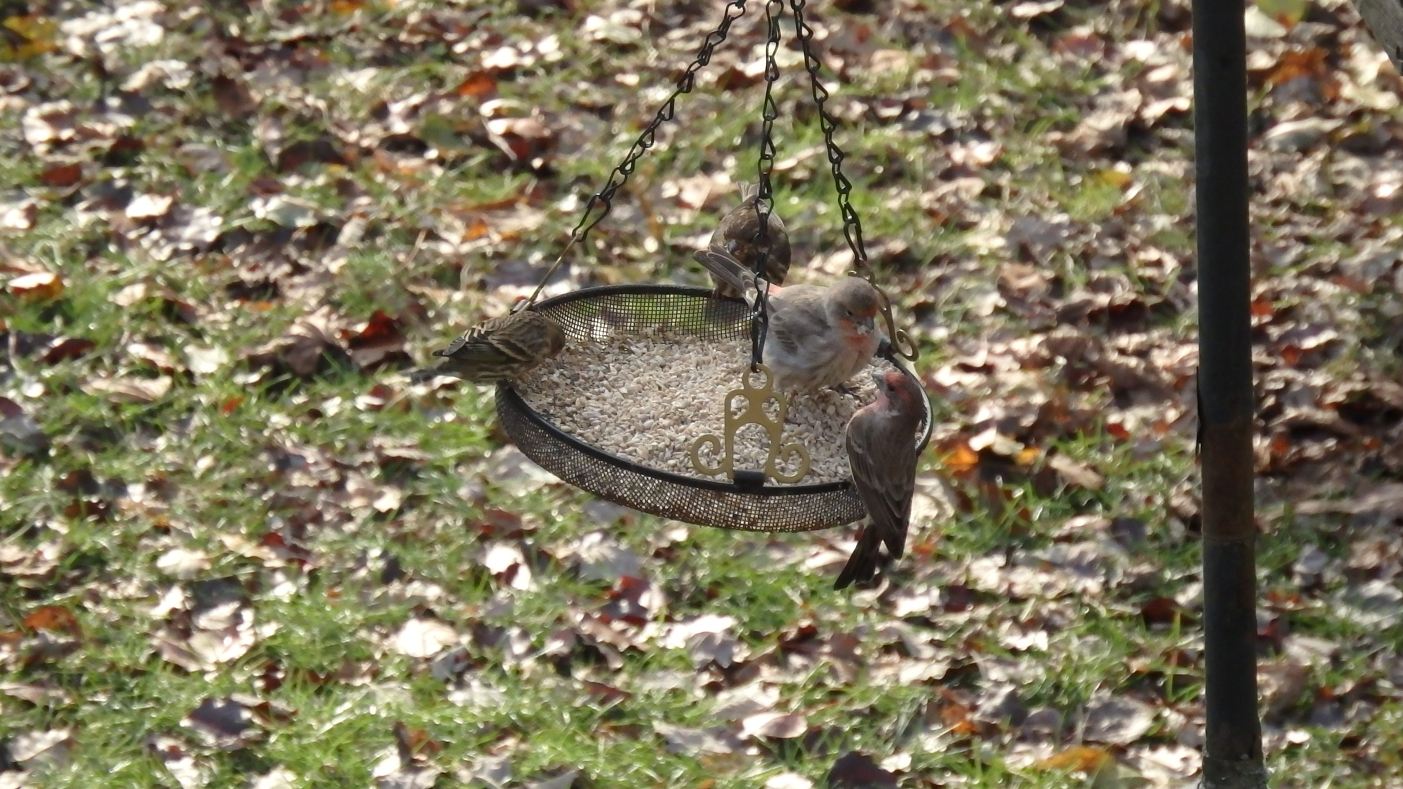 Additional Image 5