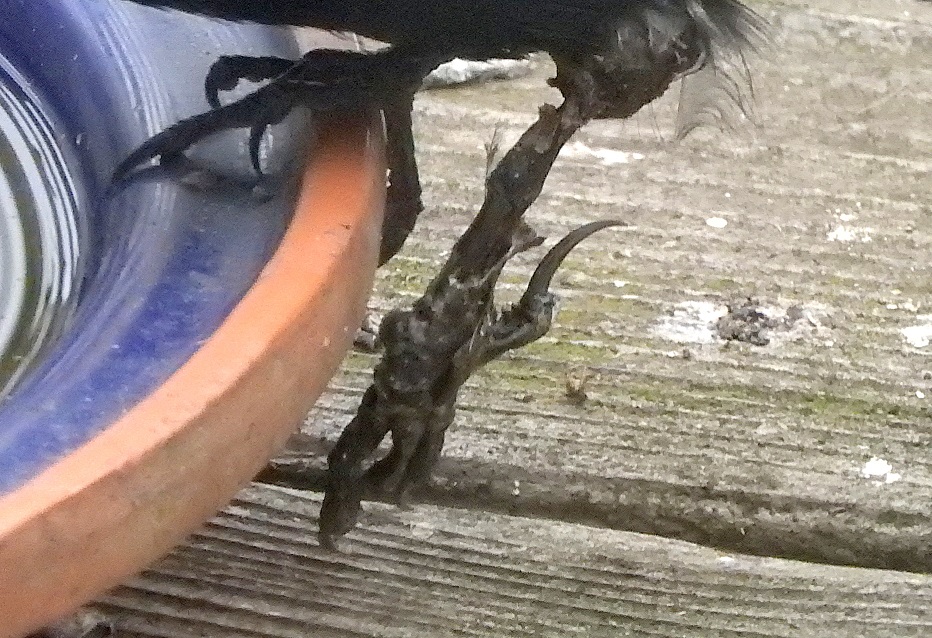 Additional Image 2