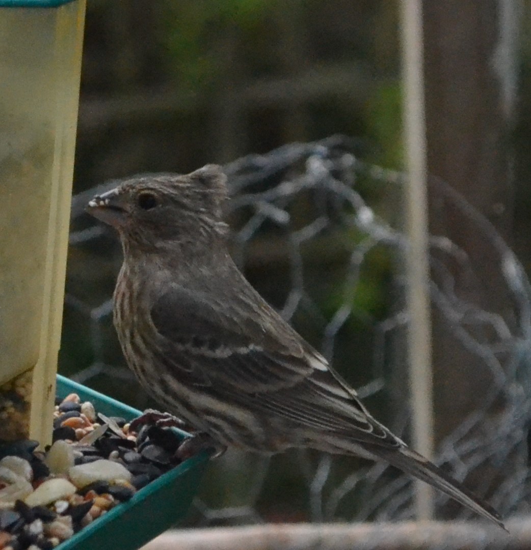 Additional Image 5
