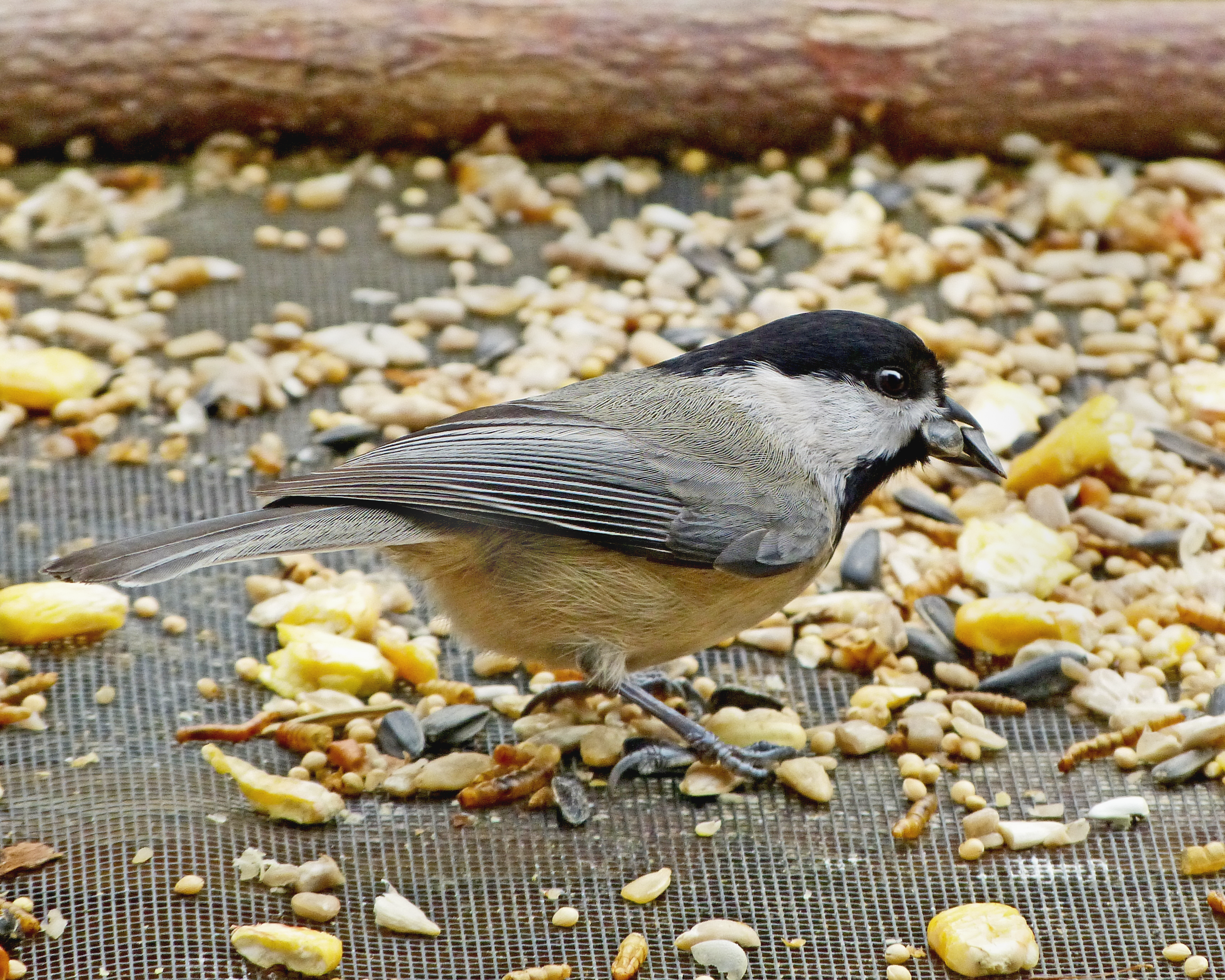 Featured Image
