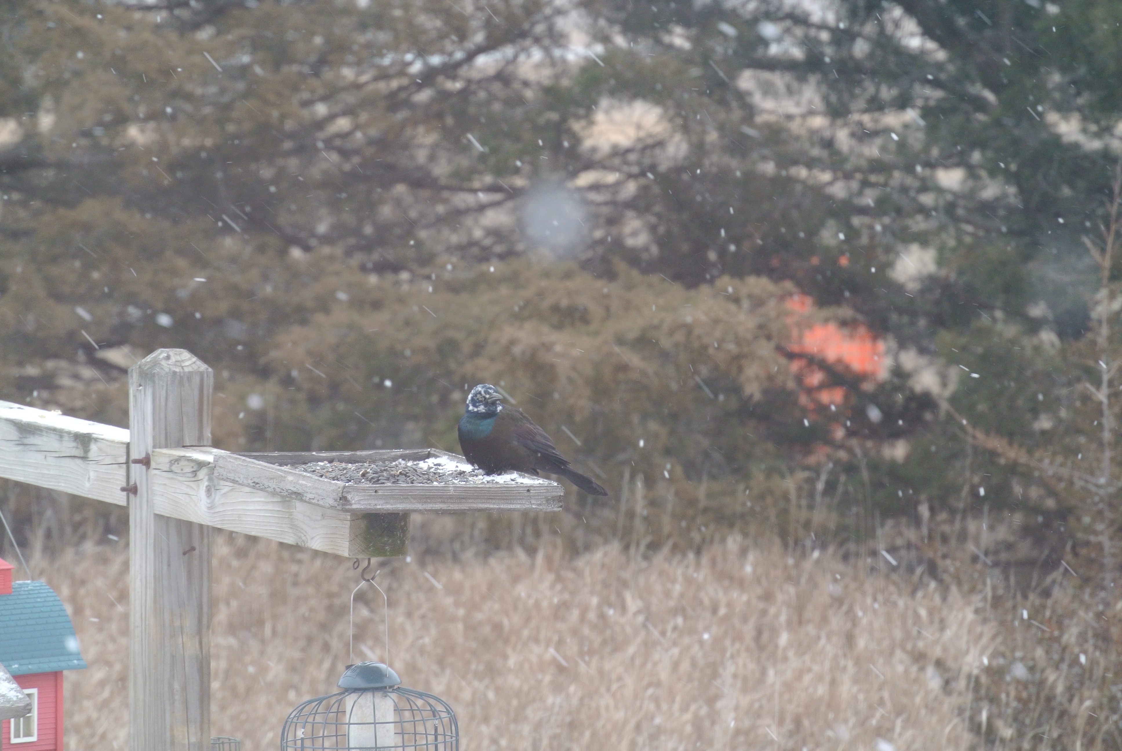 Additional Image 3