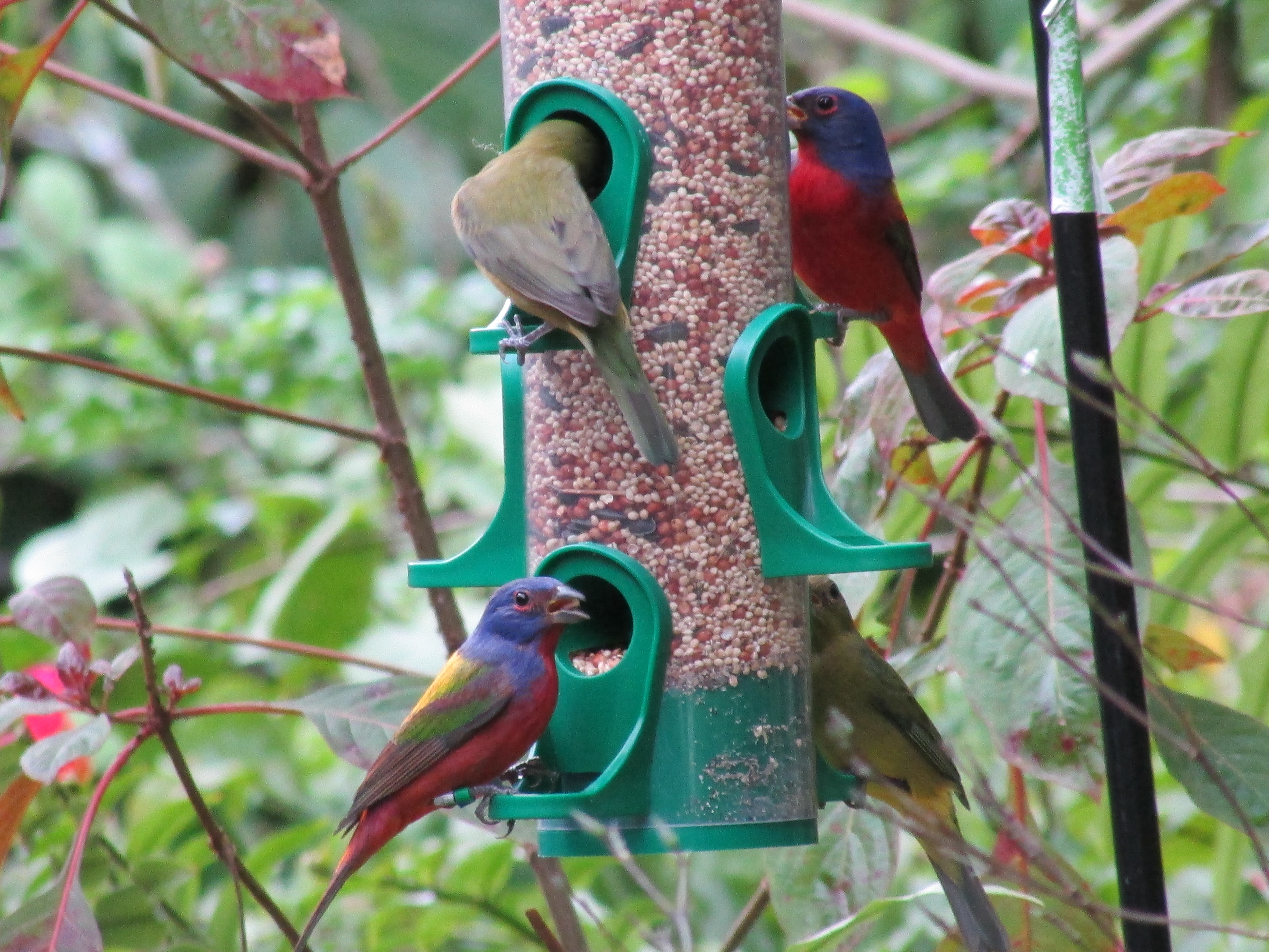 Painting Buntings in our backyard - Project FeederWatch
