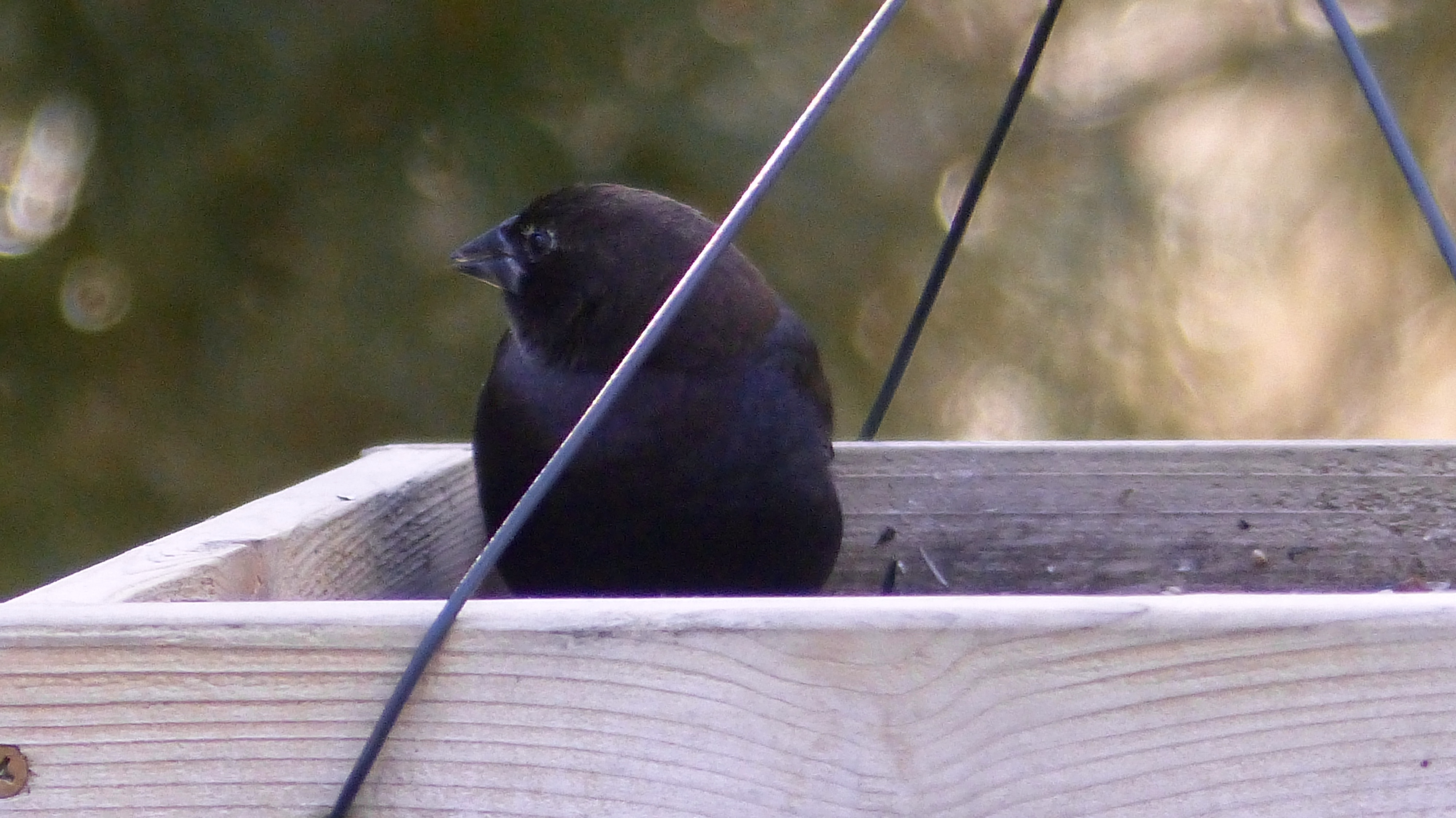 Additional Image 2