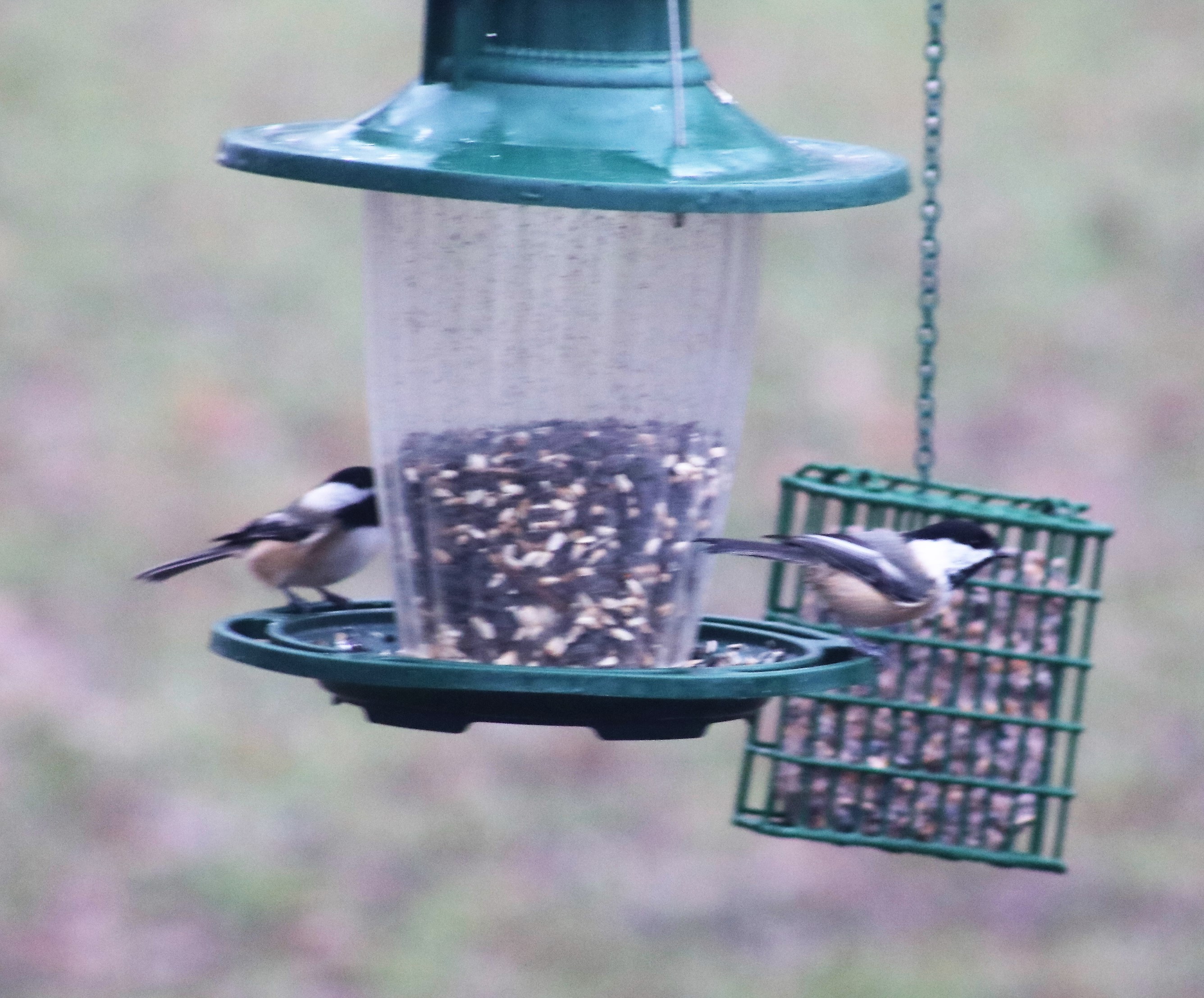 Additional Image 2