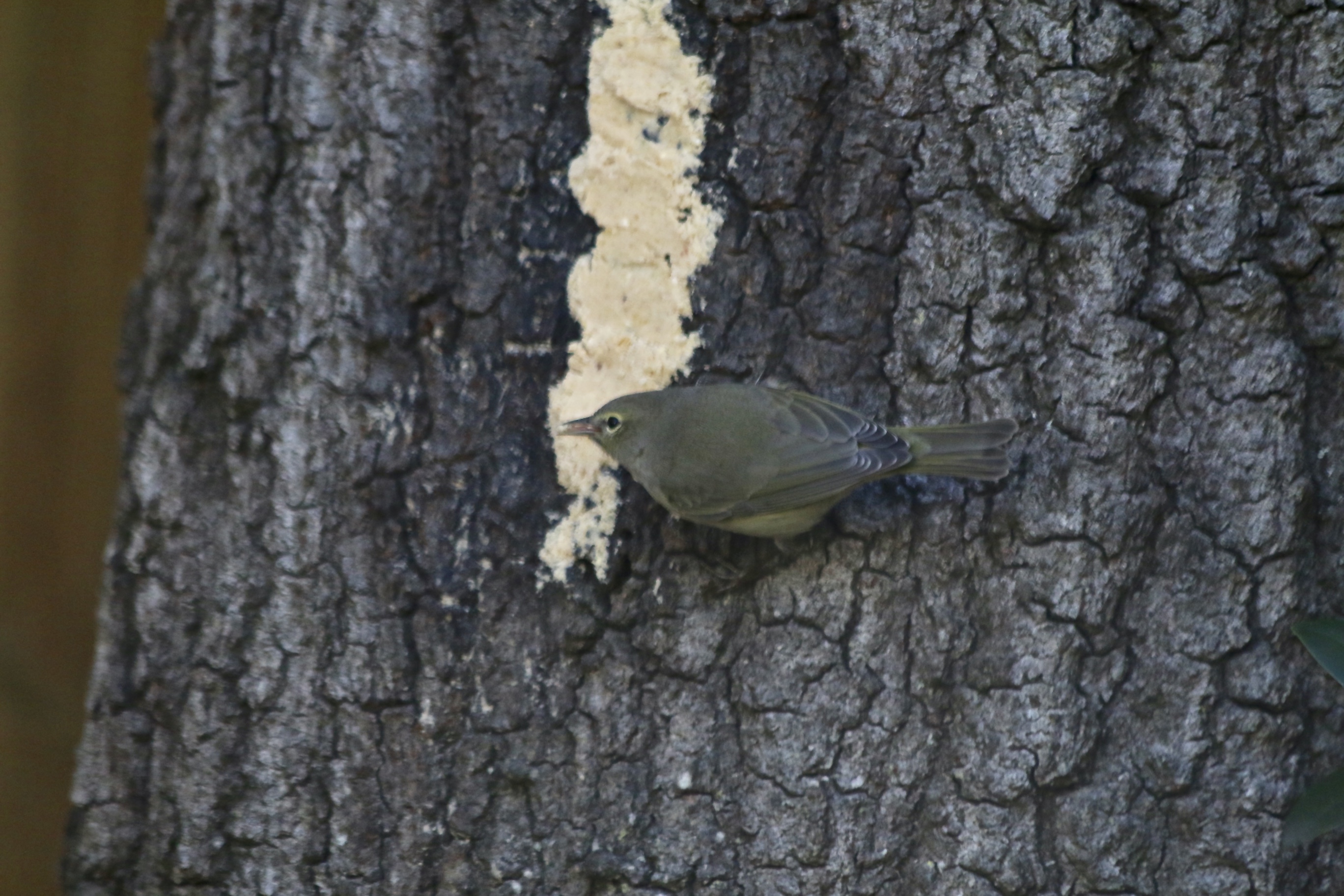 Additional Image 2