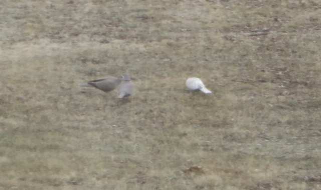 Additional Image 2