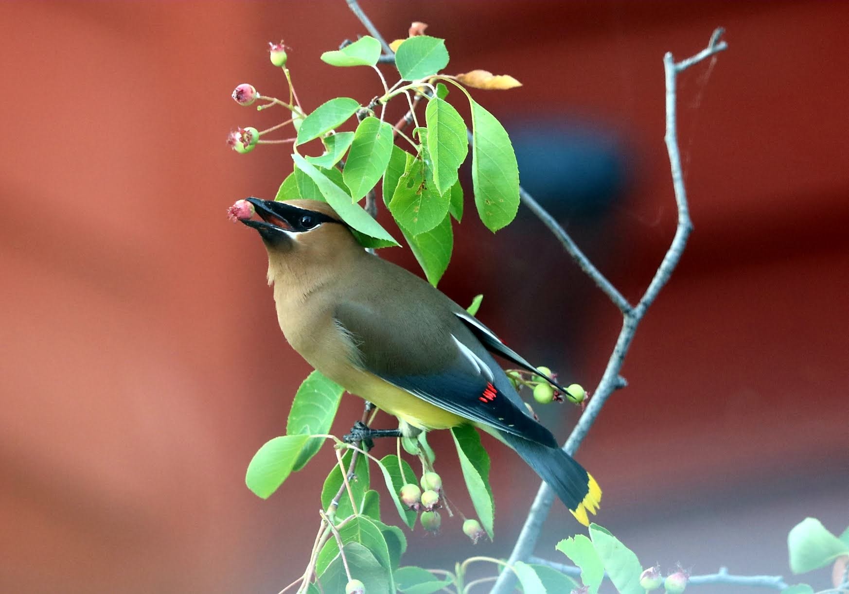 Featured Image