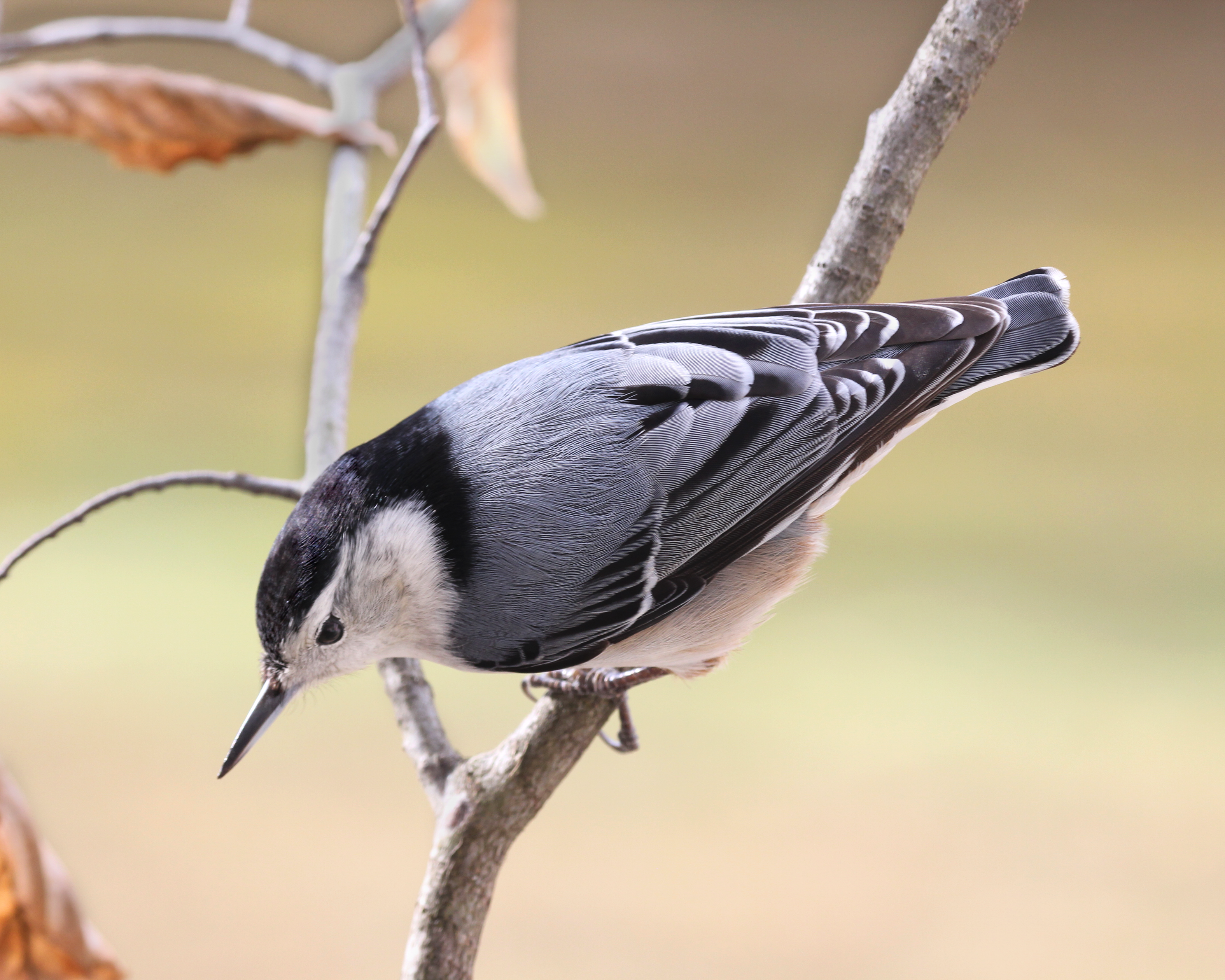 Featured Image