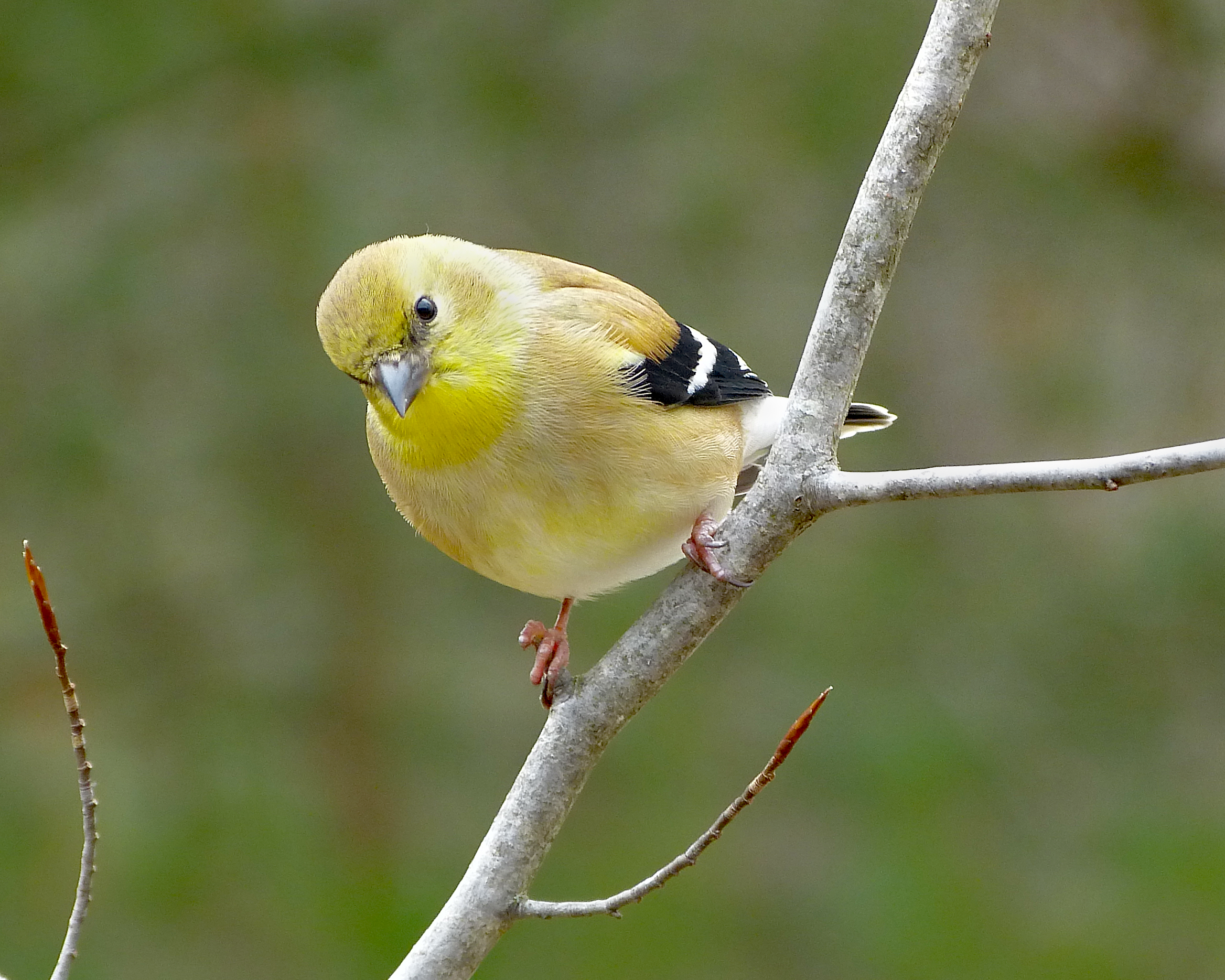 Featured Image