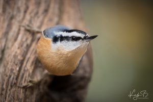 Red-breasted Nuthatch perched sideways on a tree trunk, eyeing the camera.