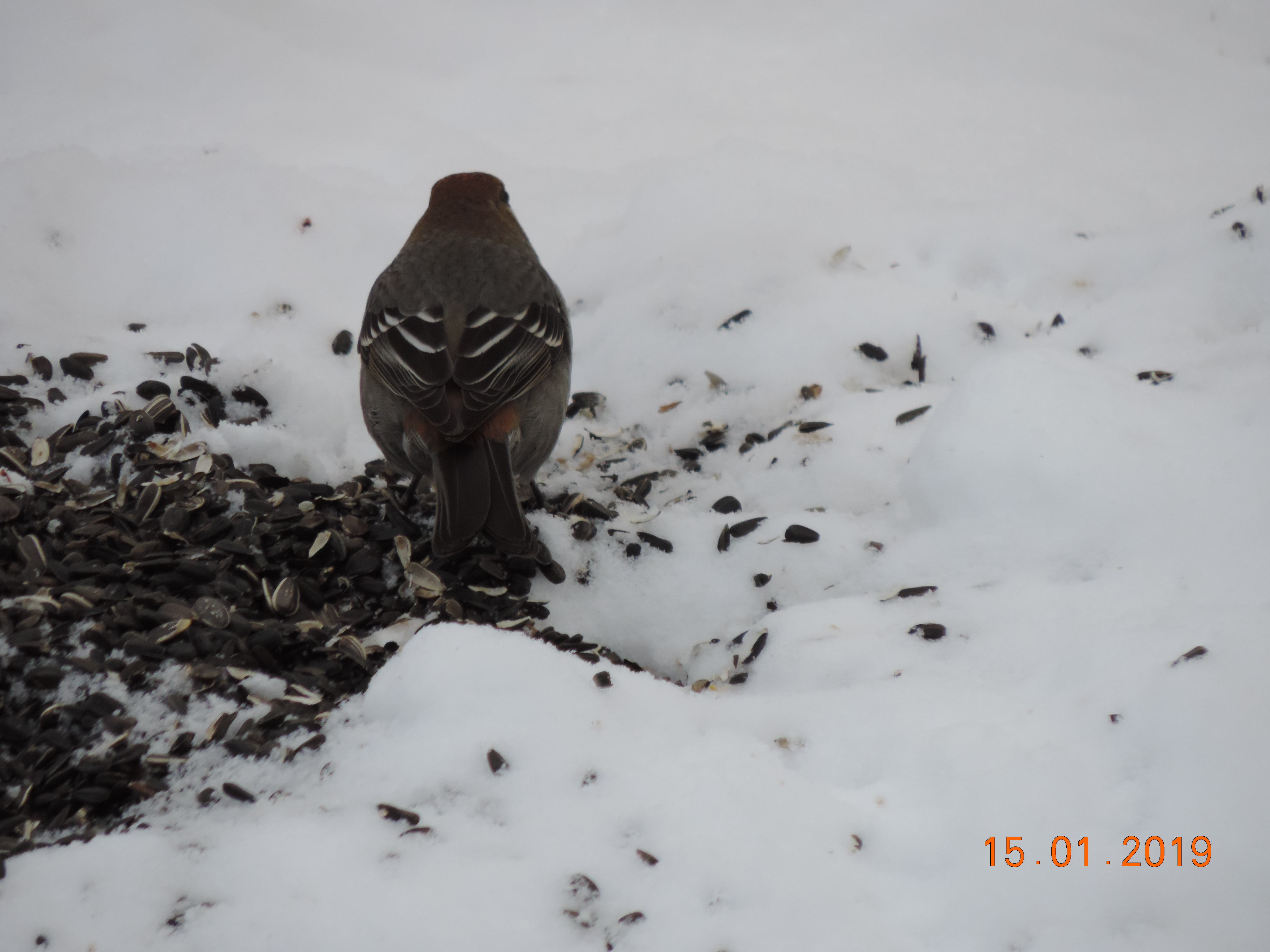 Additional Image 3