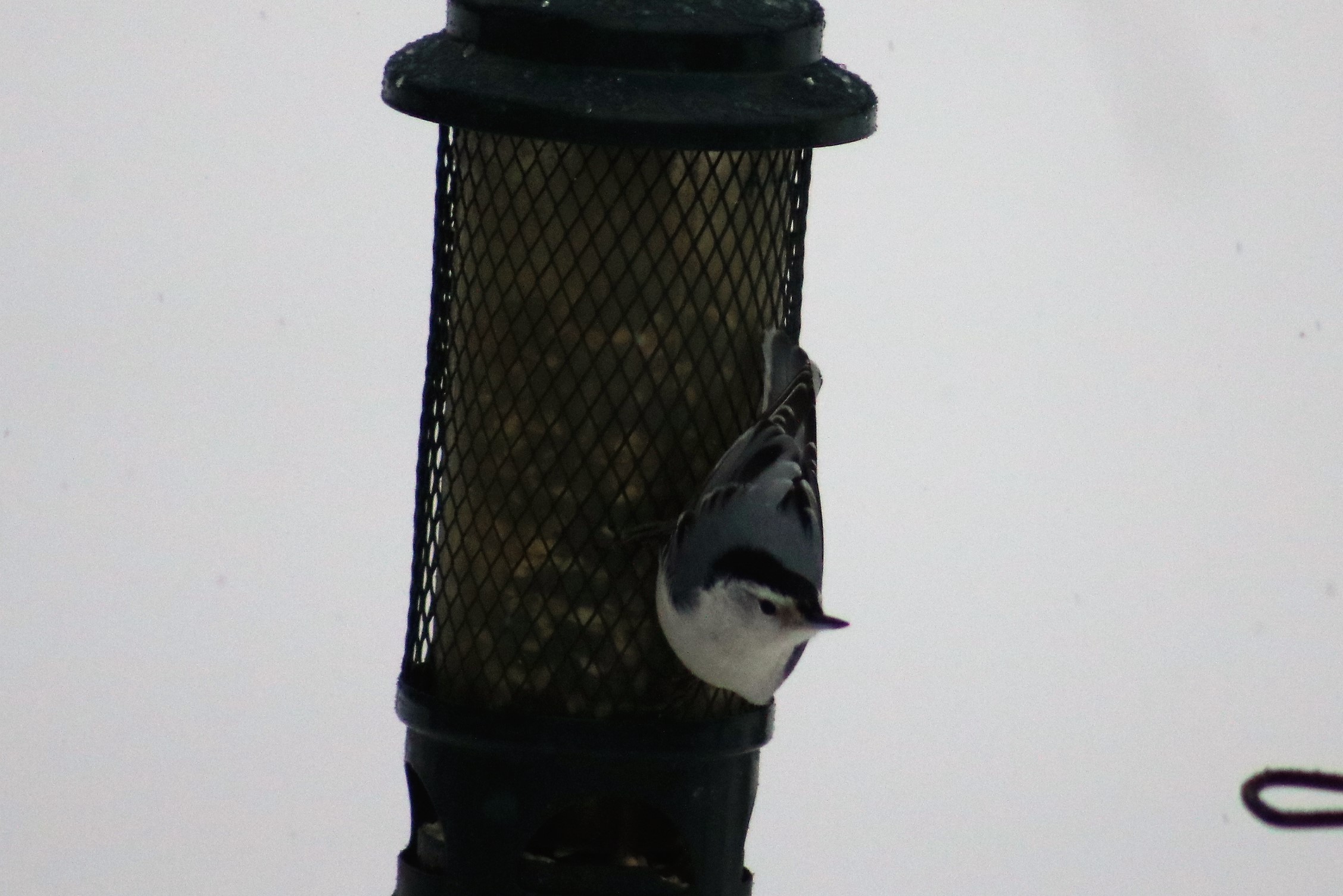 Additional Image 3