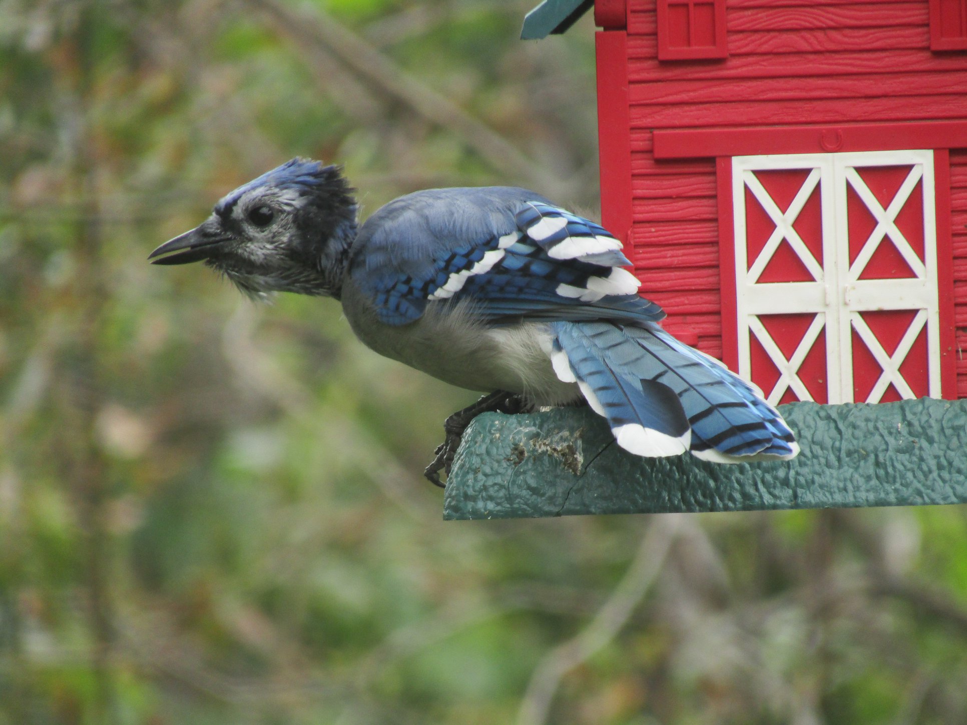 Additional Image 2