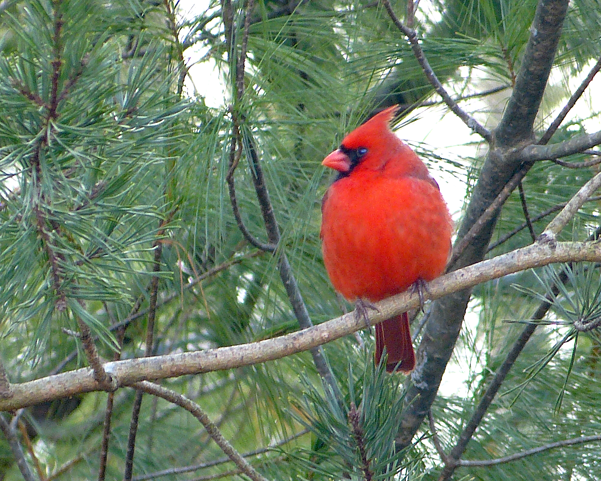 February Cardinal Northern Cardinal - Project FeederWatch