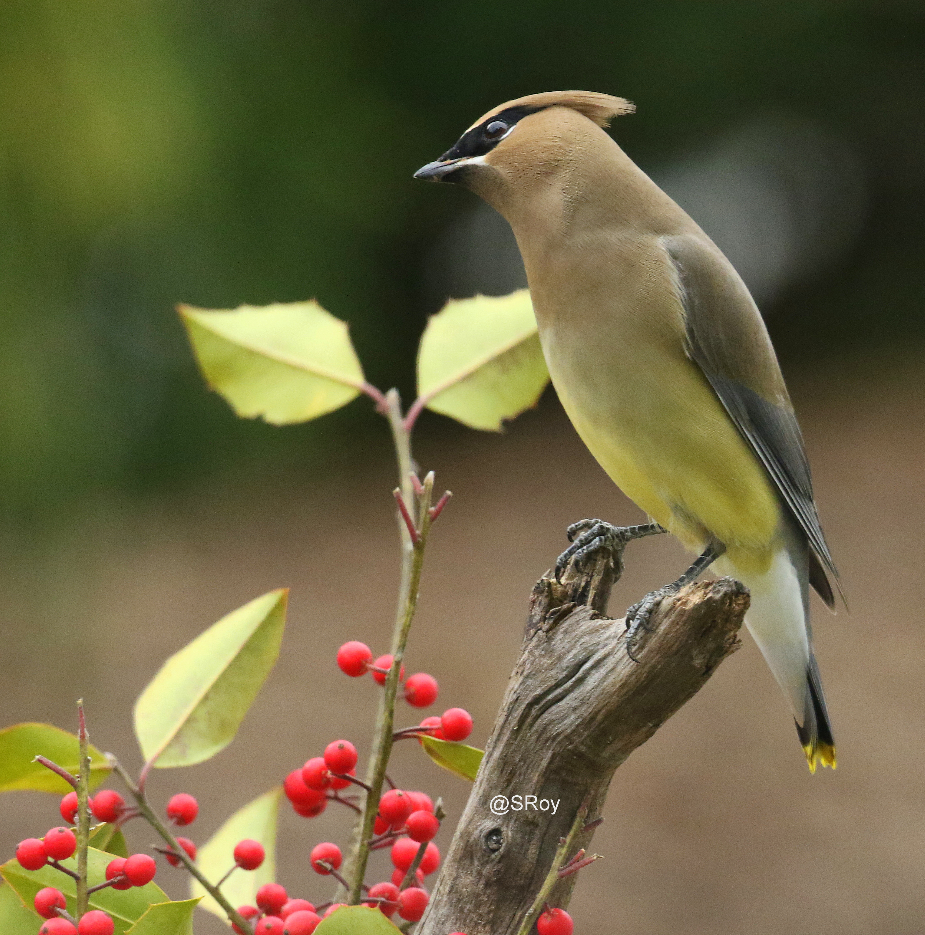 Featured Image