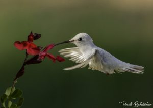 Blakc-chinned Hummingbird that has no pigment over most of it's body, appearing white.