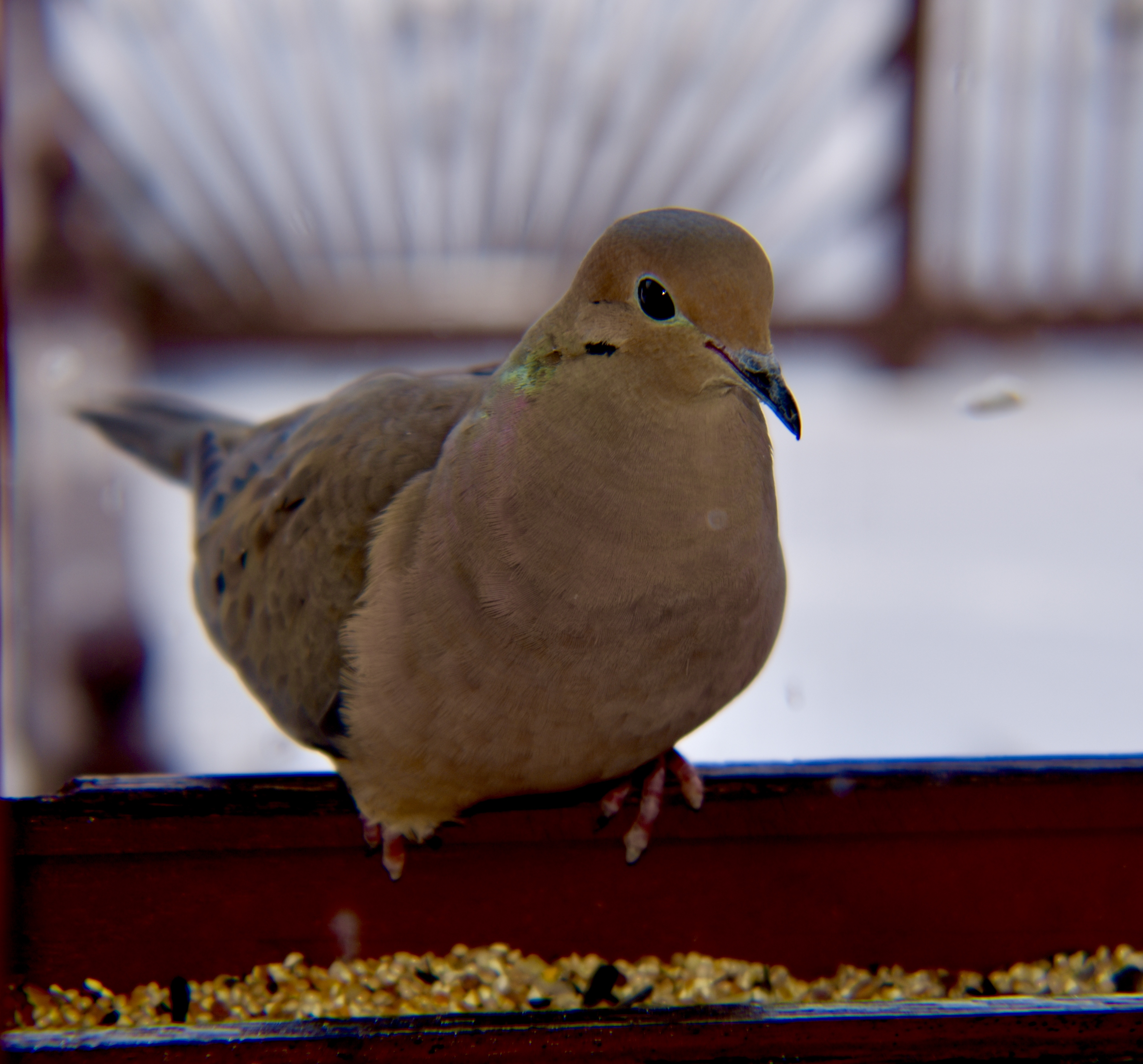 Featured Image