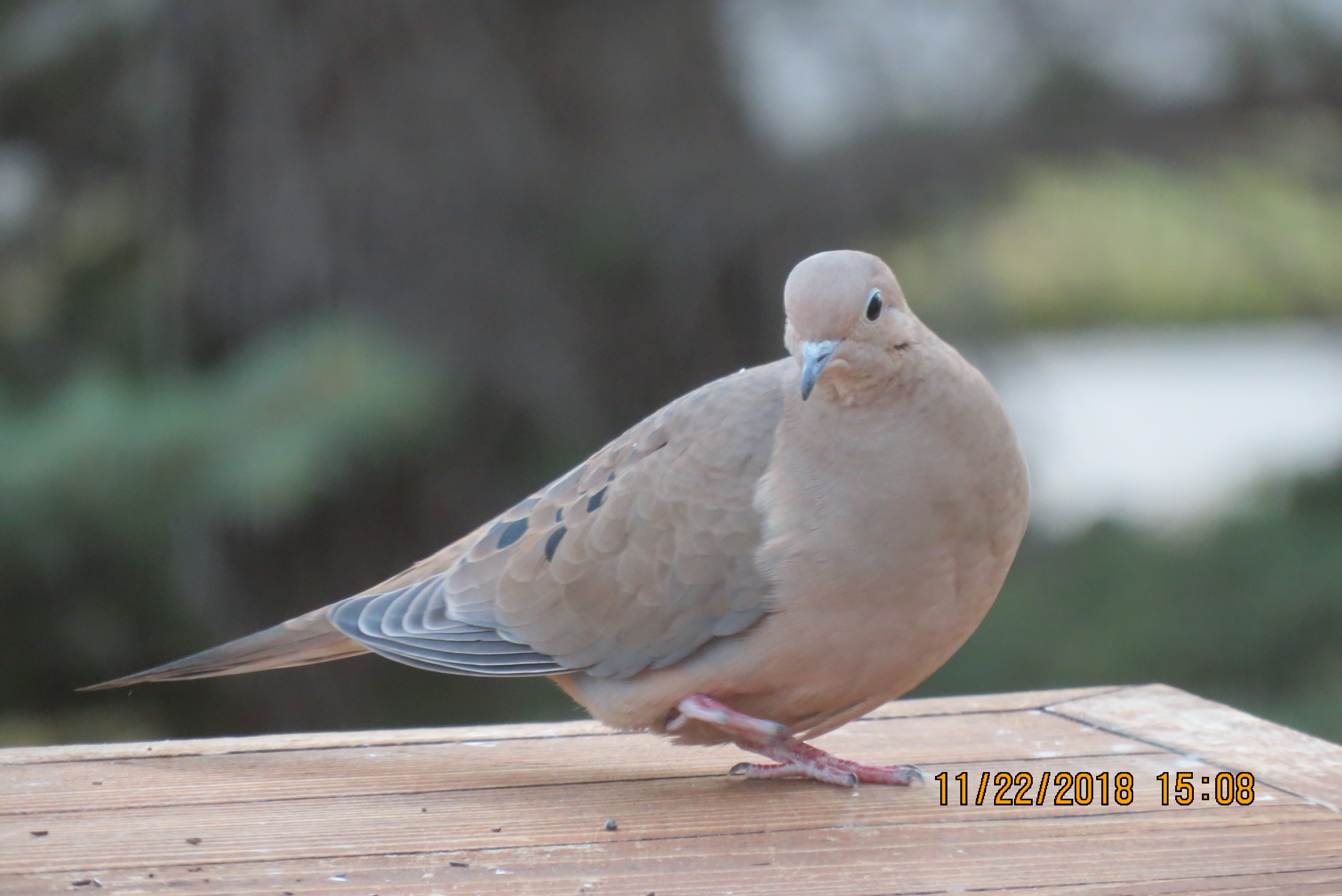 Additional Image 4