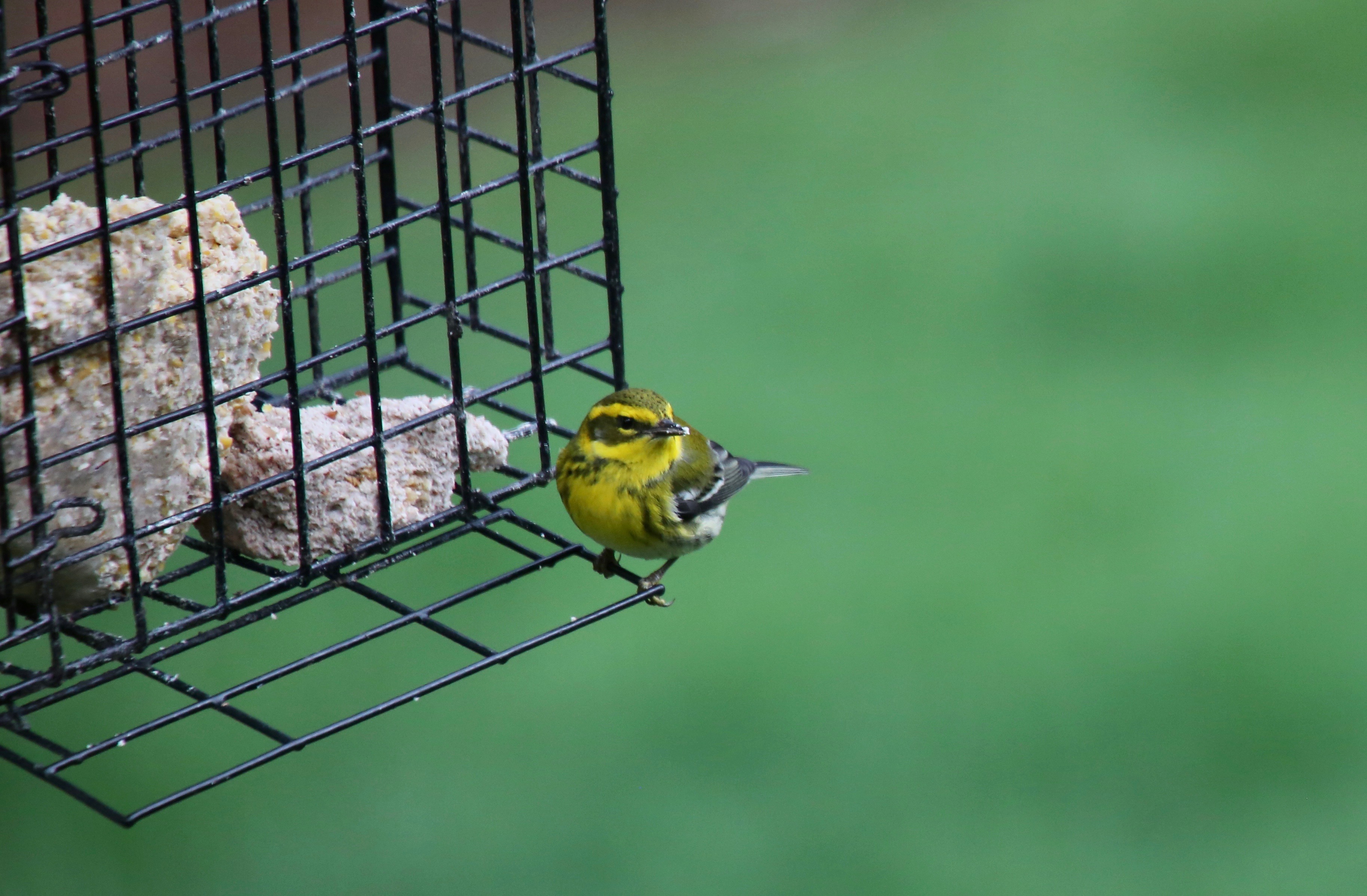 Featured Image