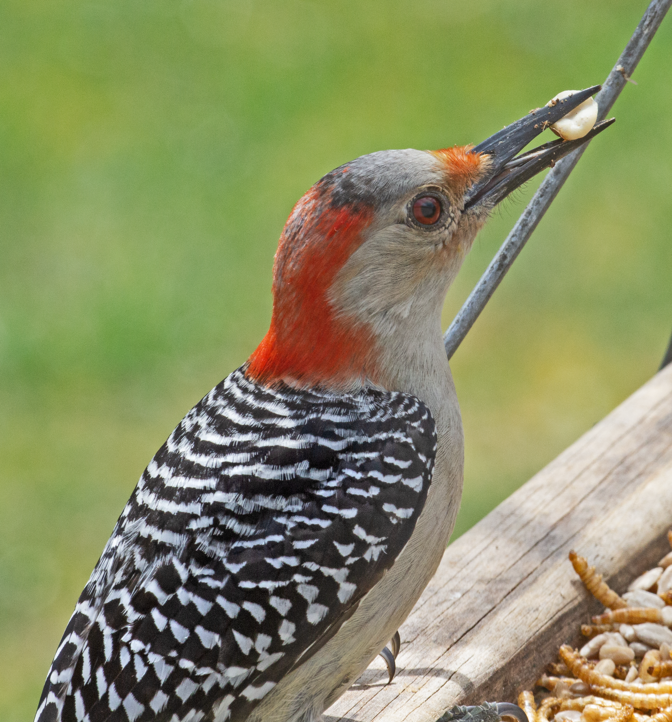 Featured Image