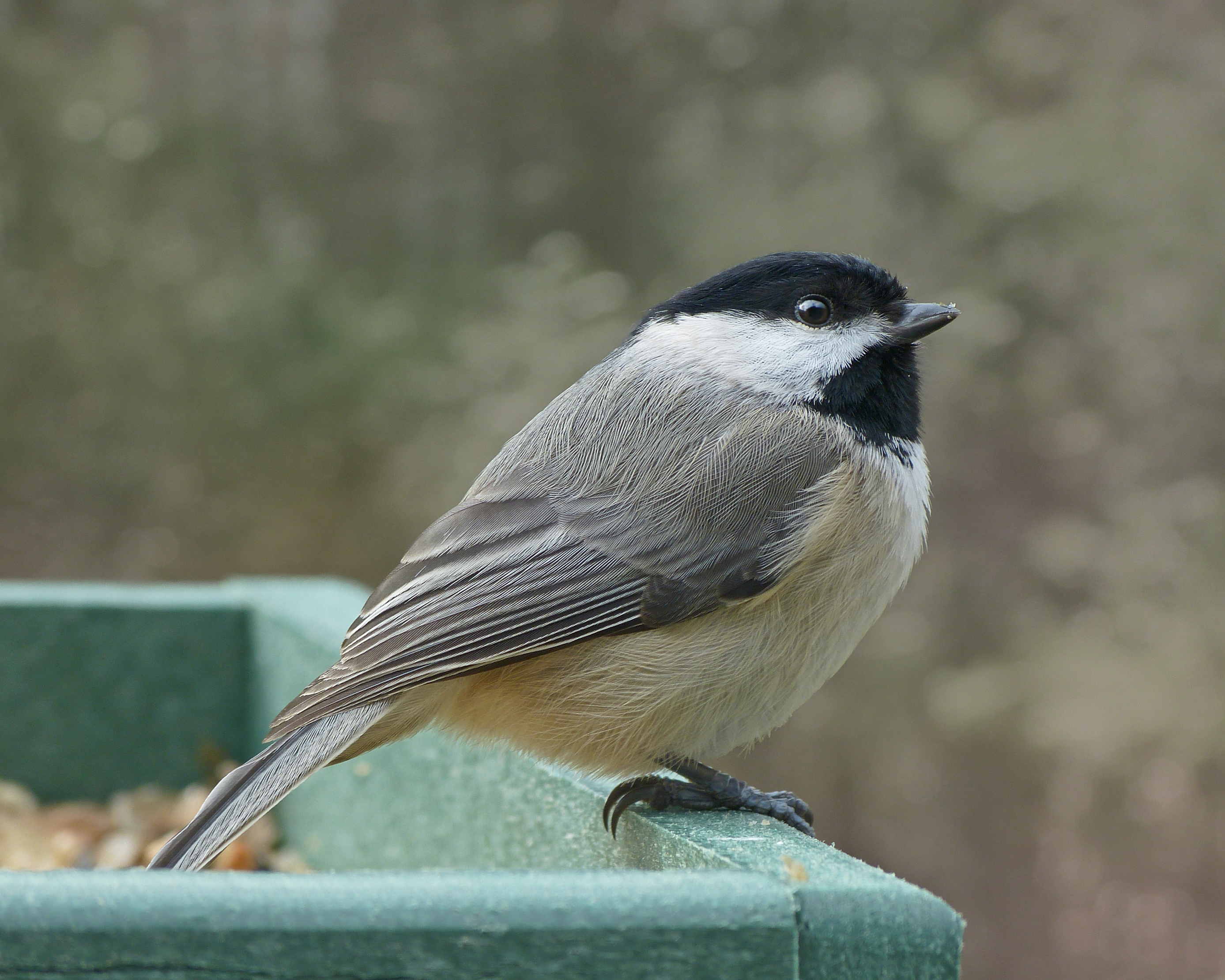 Featured Image