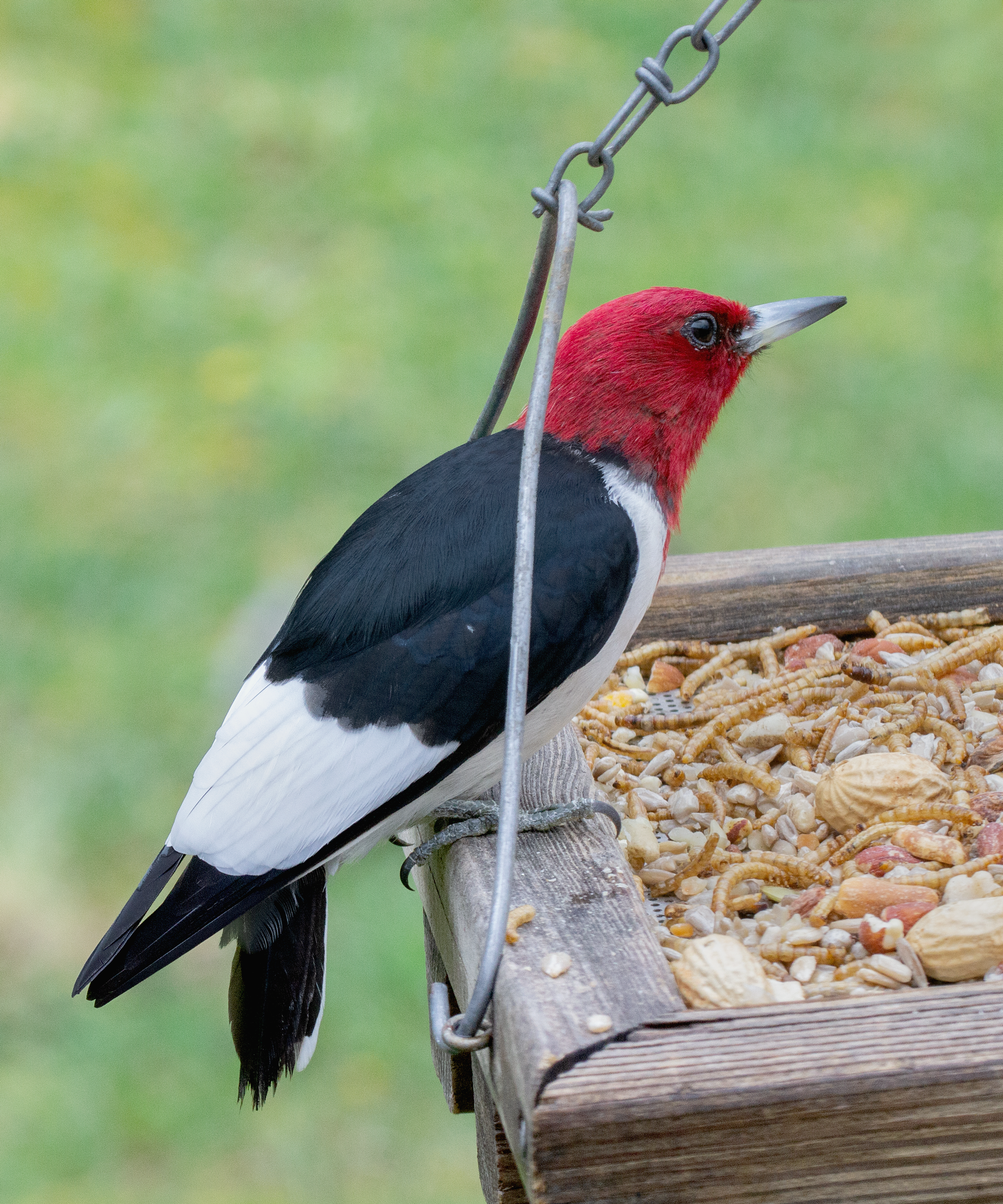 Featured Image