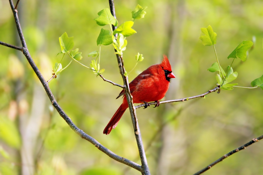 Featured Image