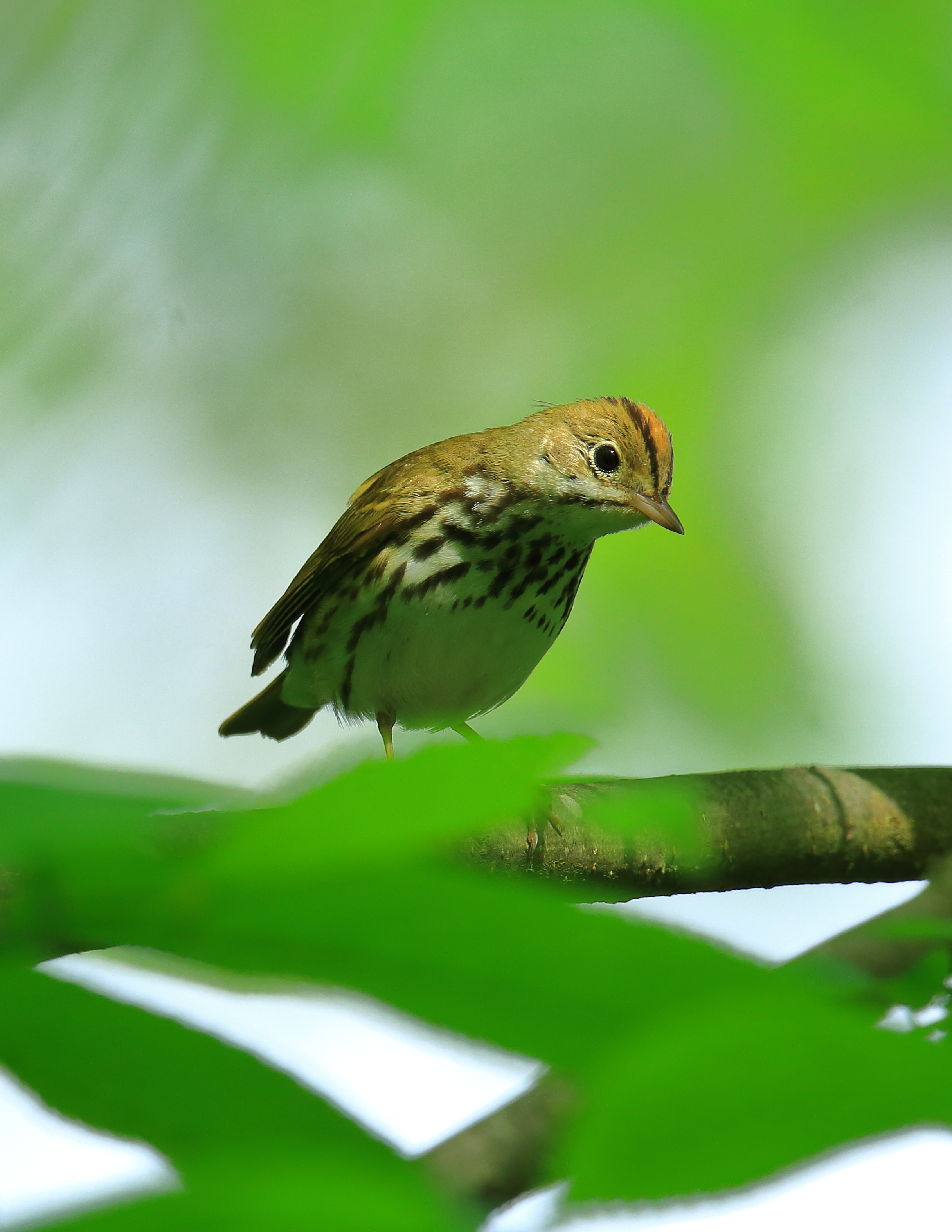 Featured Image