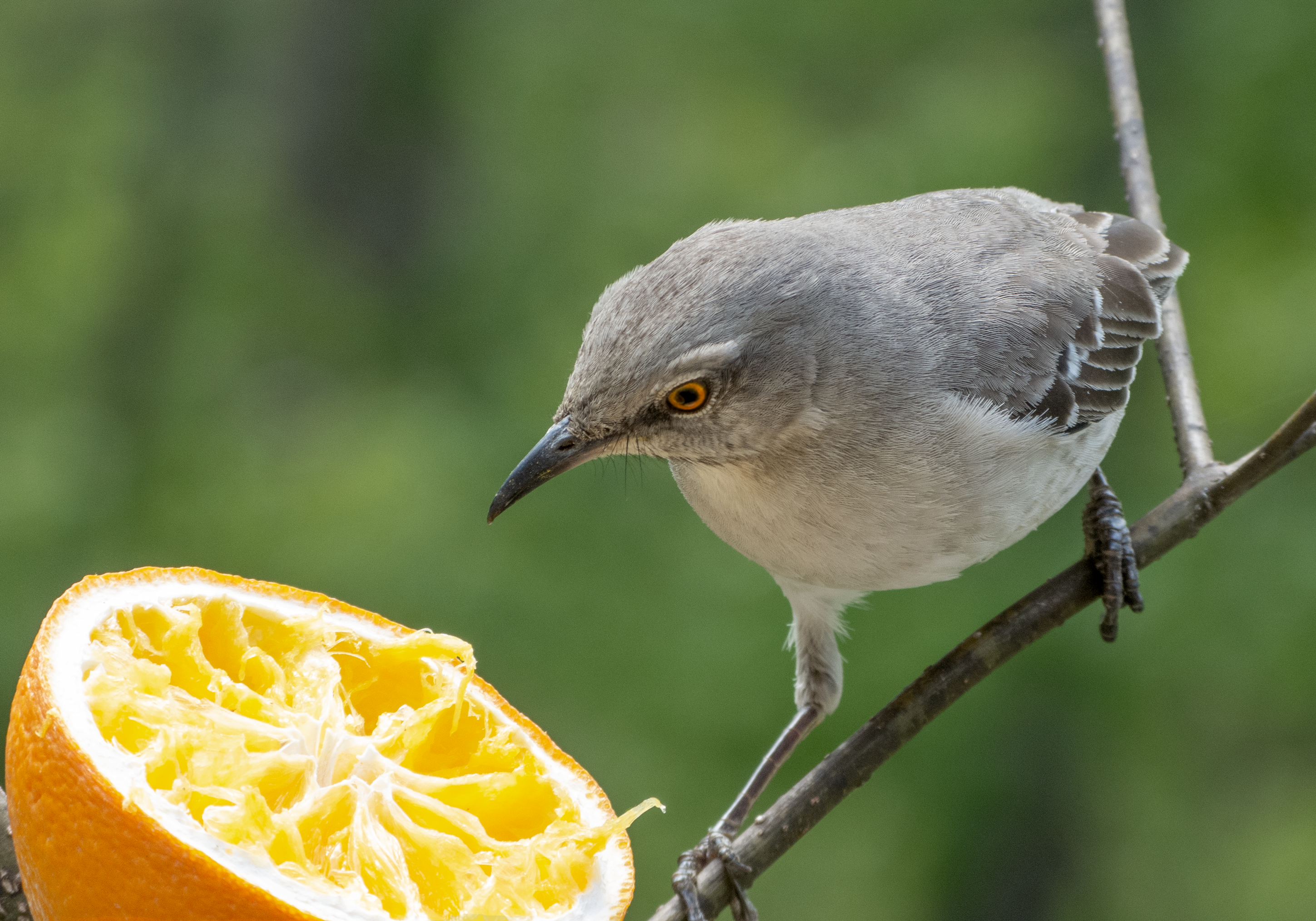 Featured Image
