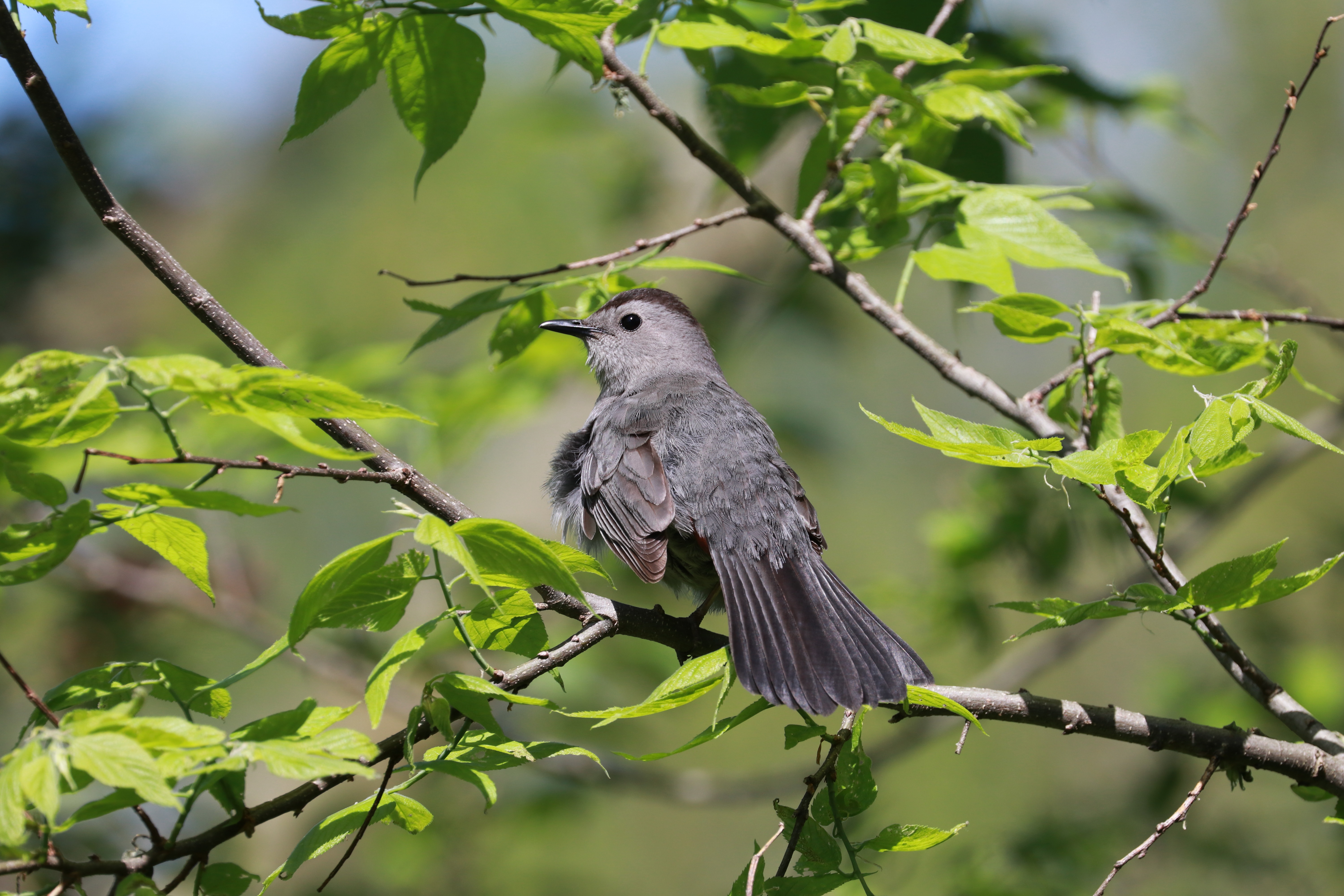 Featured Image