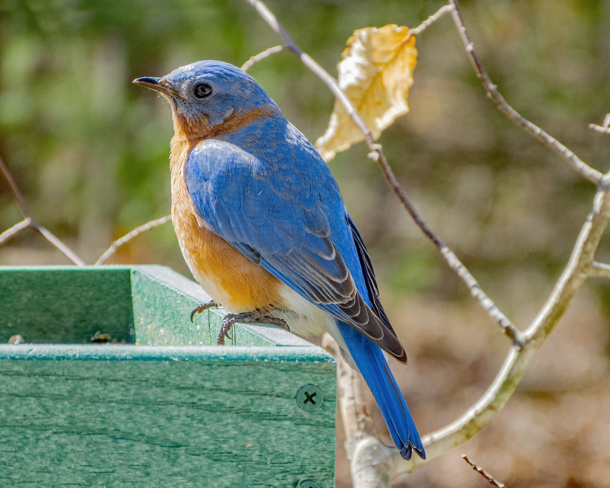 Featured Image