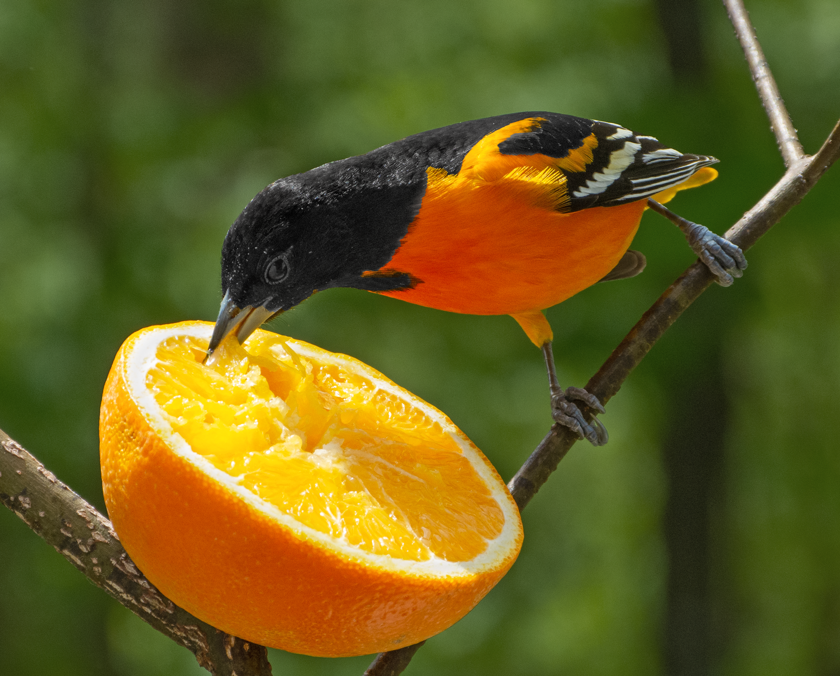Featured Image