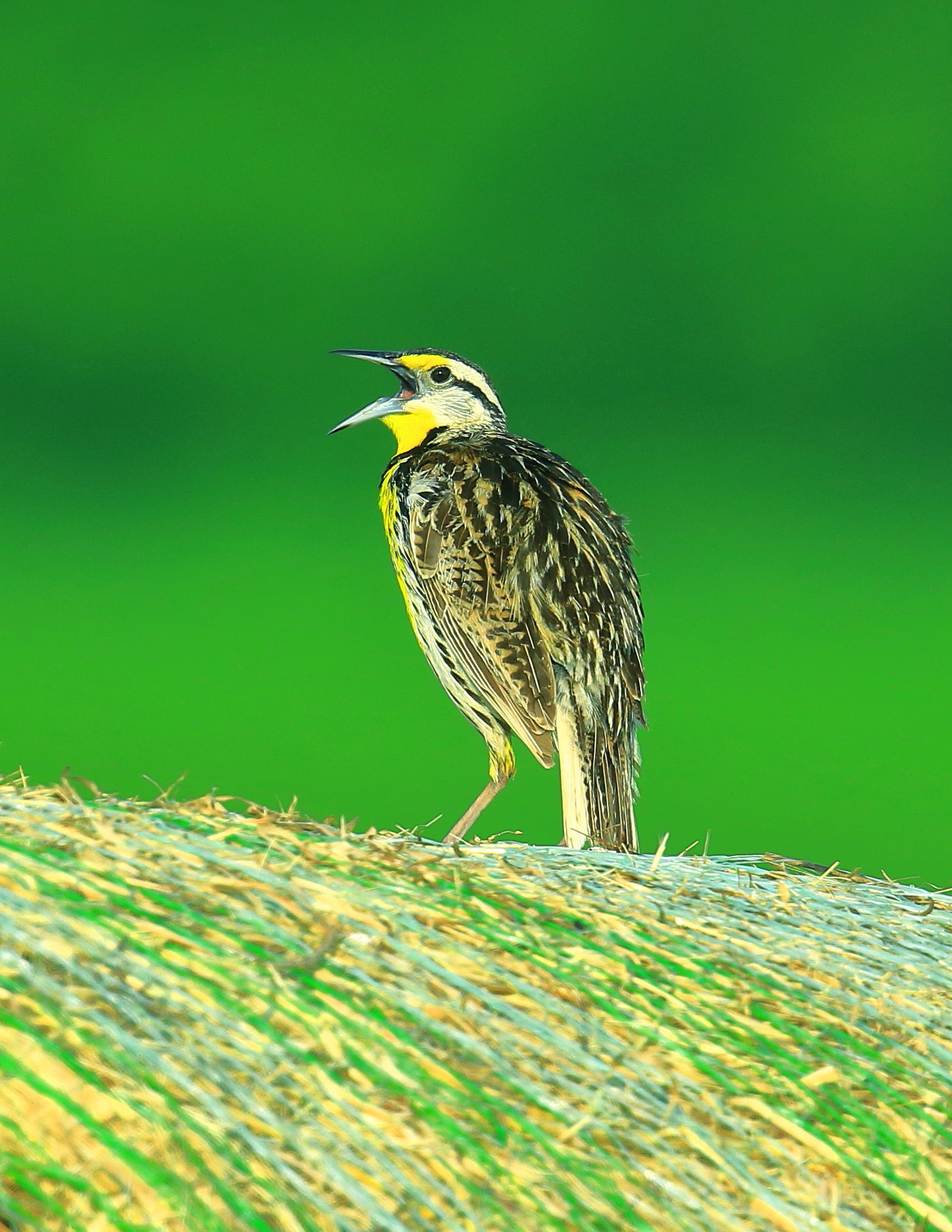 Featured Image