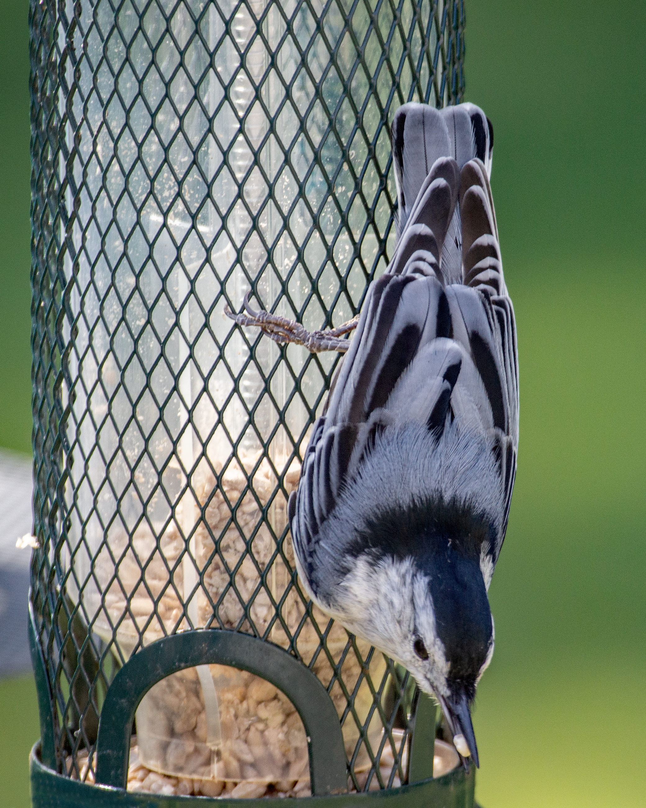 Featured Image