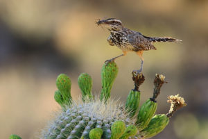 cactus wren on top of a saguaro cactus