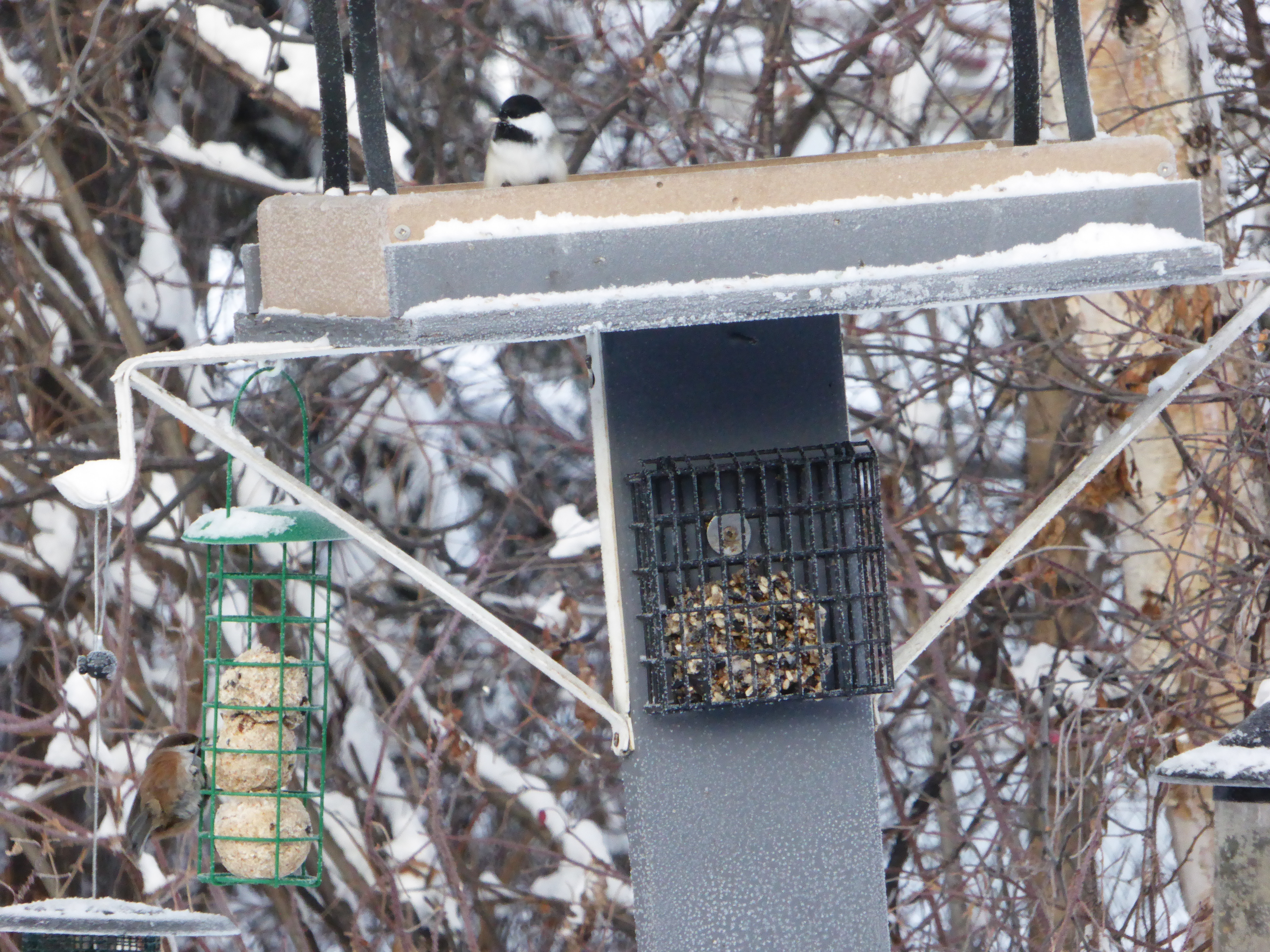 Additional Image 4