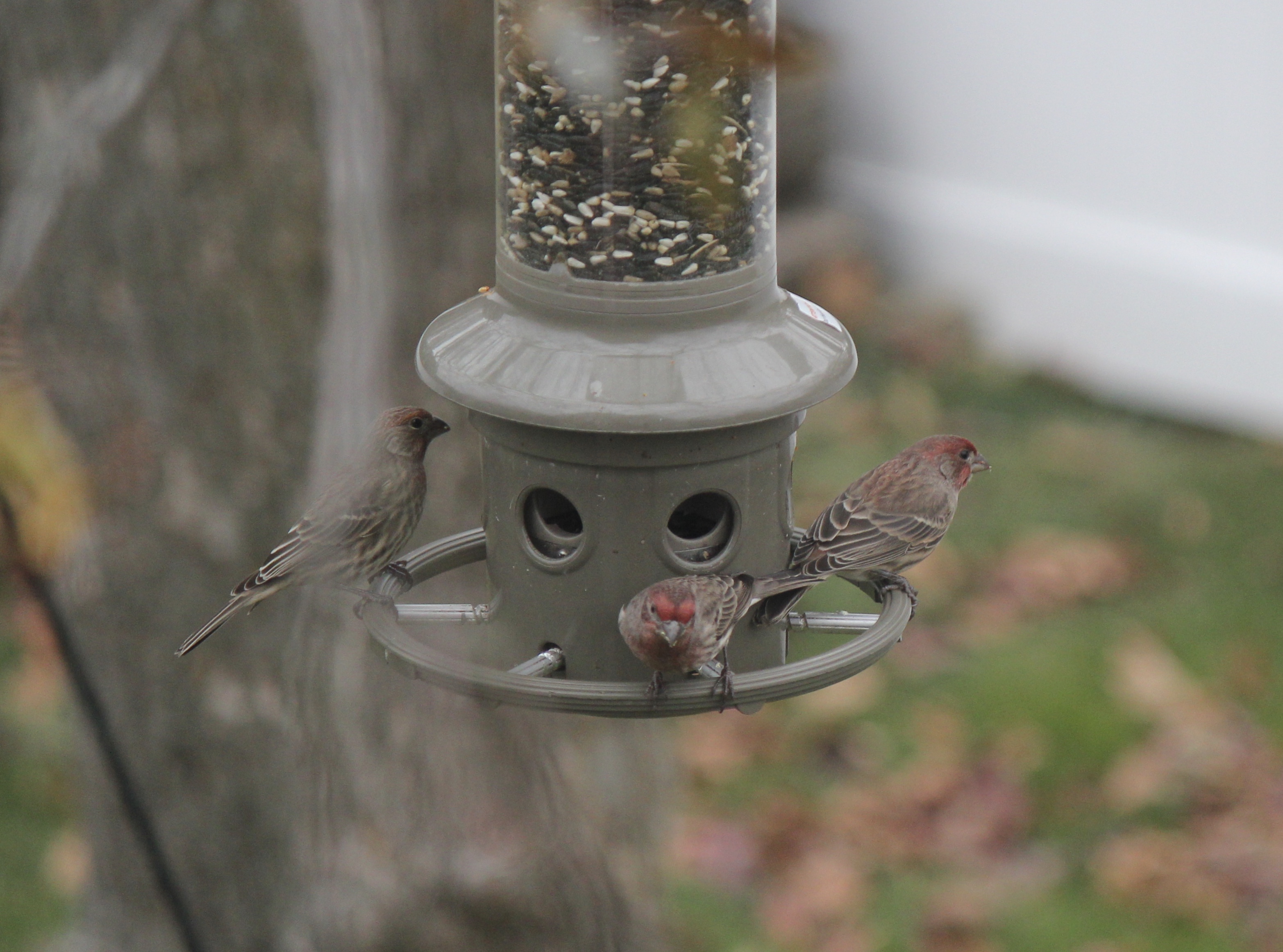 Additional Image 5