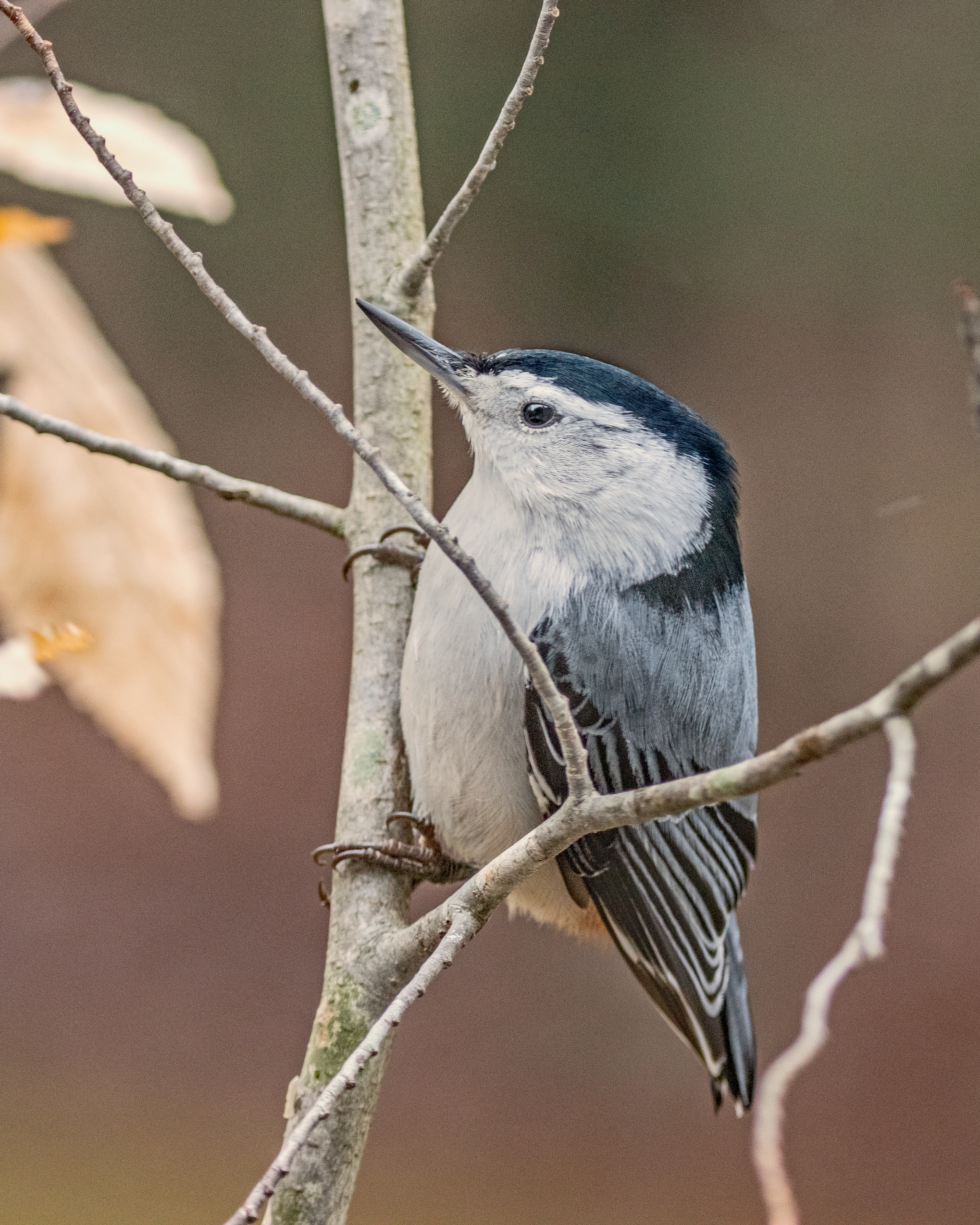 Featured Image